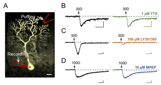 GABAB Receptors Augment TRPC3-Mediated Slow Excitatory GABAB Receptors Augment TRPC3-Mediated Slow Excitatory