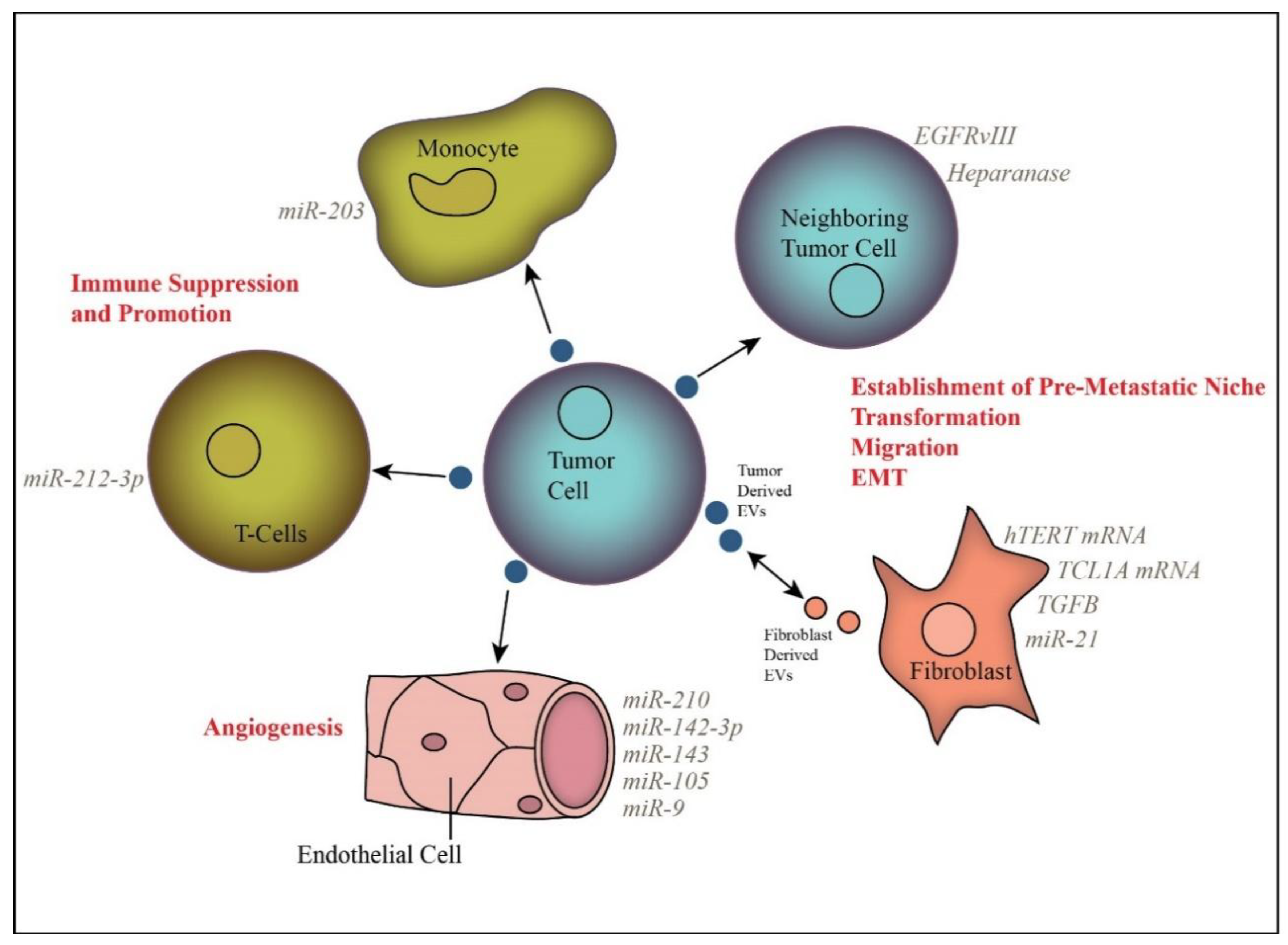 Cells Free FullText The Role of Extracellular Vesicles in Cancer