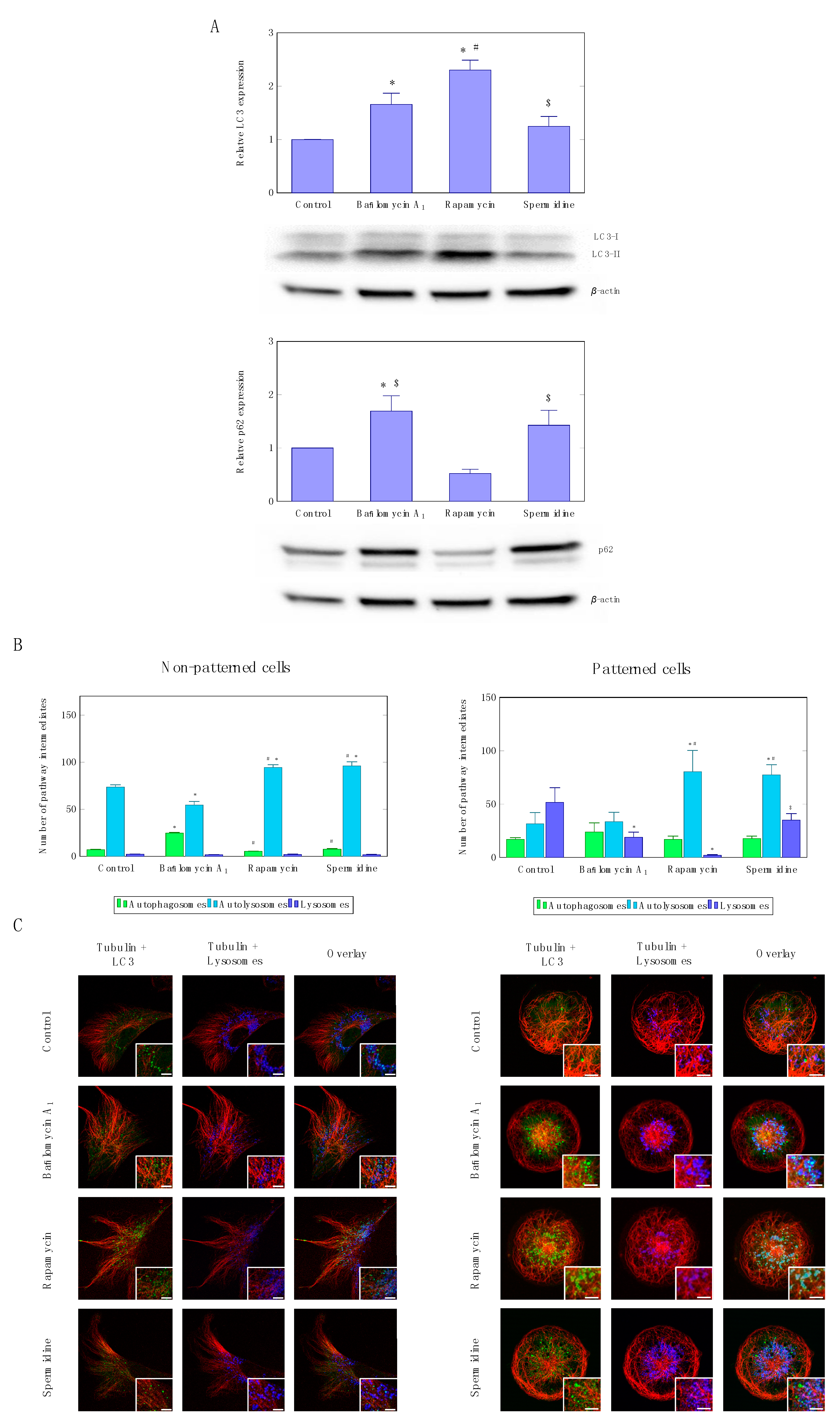 Cells 07 00094 g003