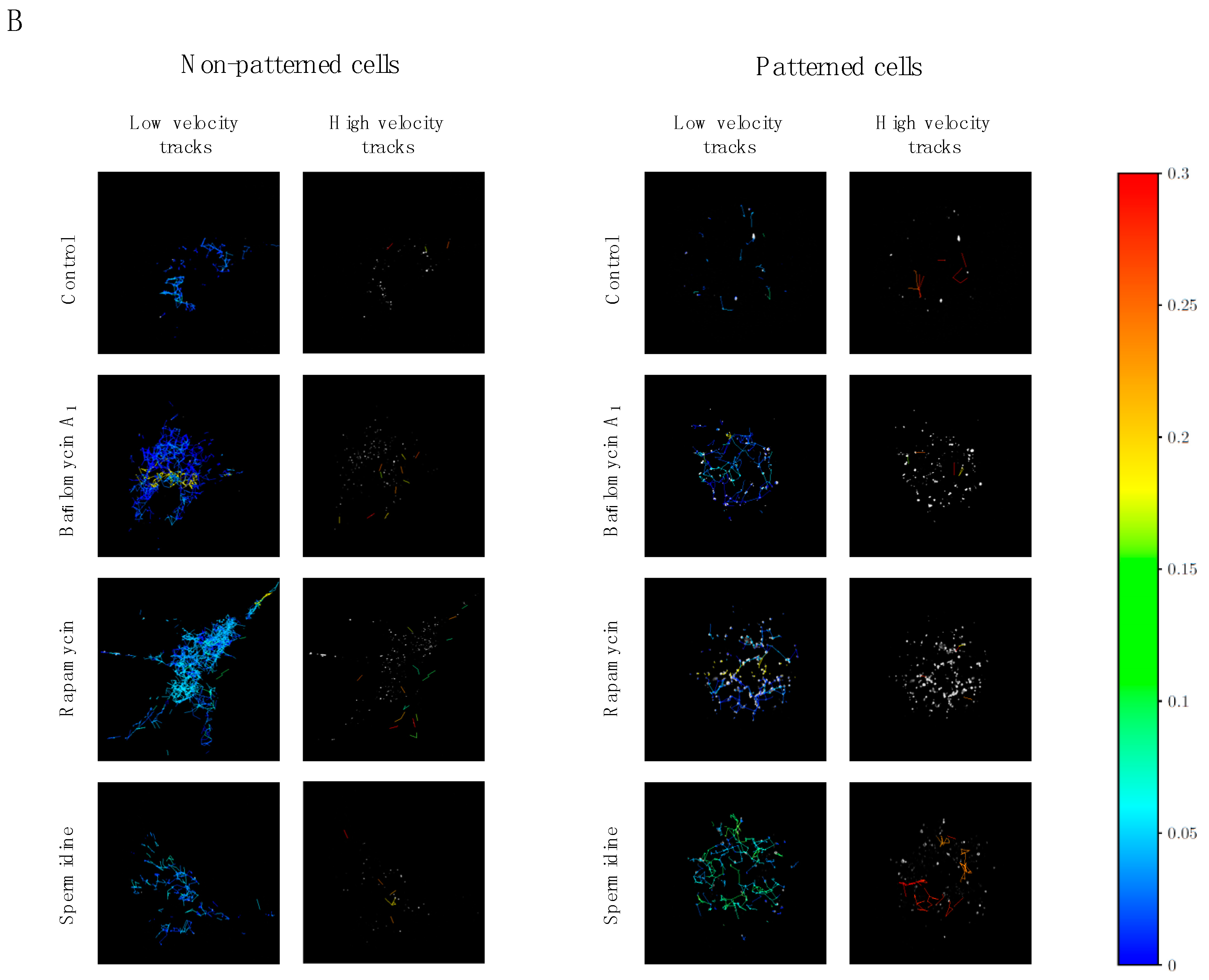 Cells 07 00094 g004b