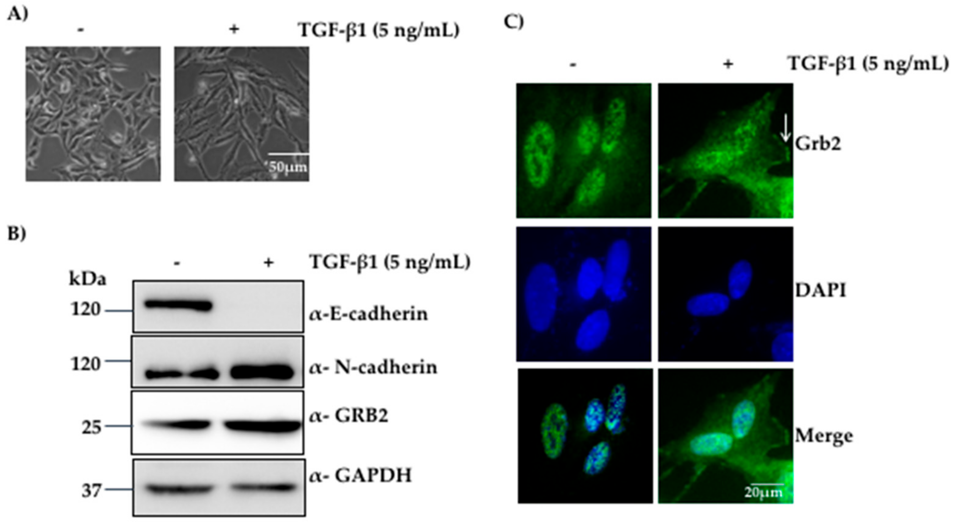 Cells 07 00097 g001