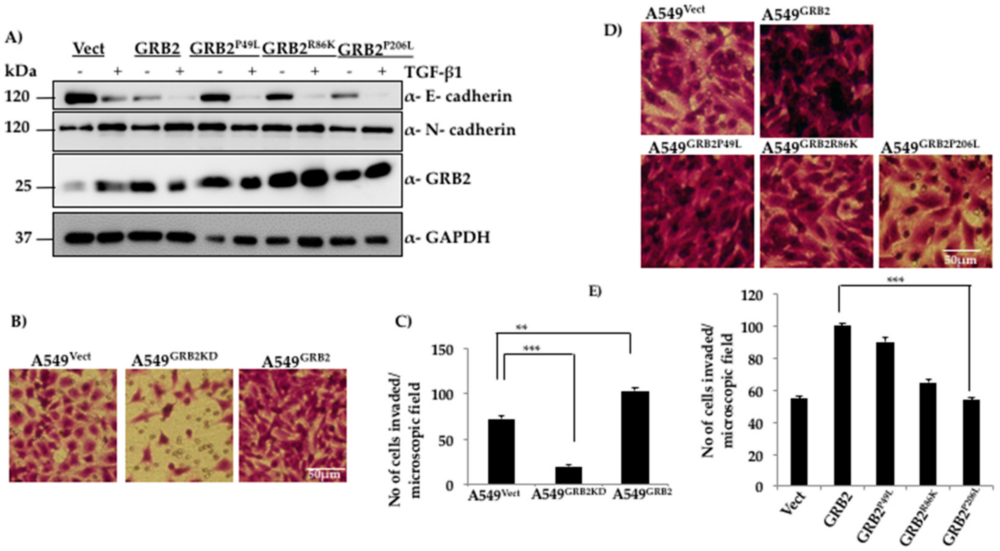 Cells 07 00097 g004