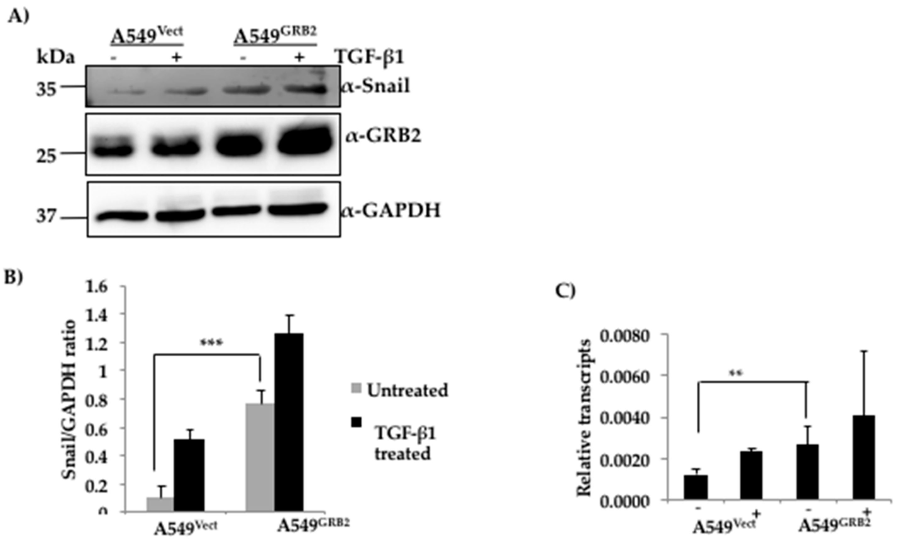 Cells 07 00097 g005