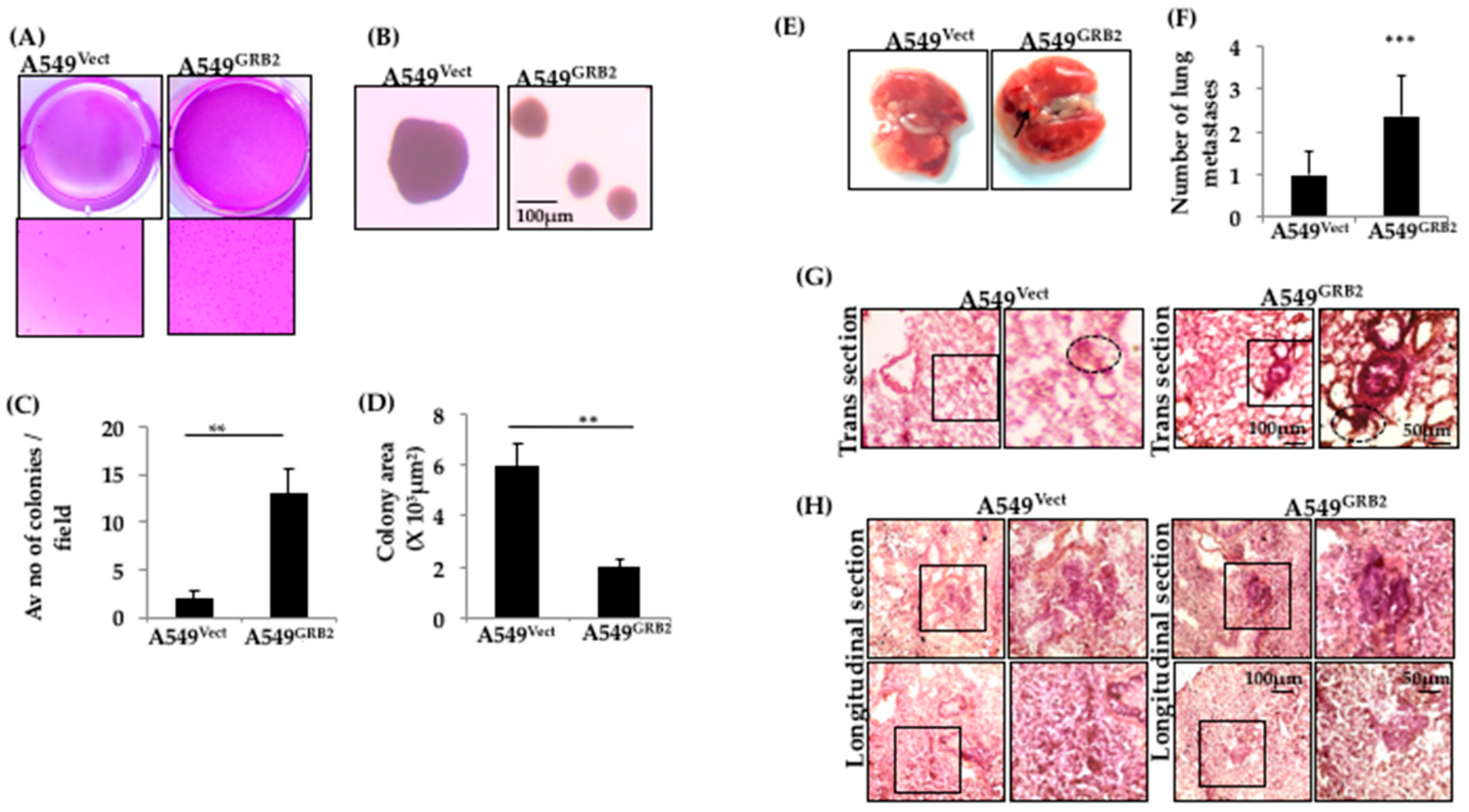 Cells 07 00097 g006