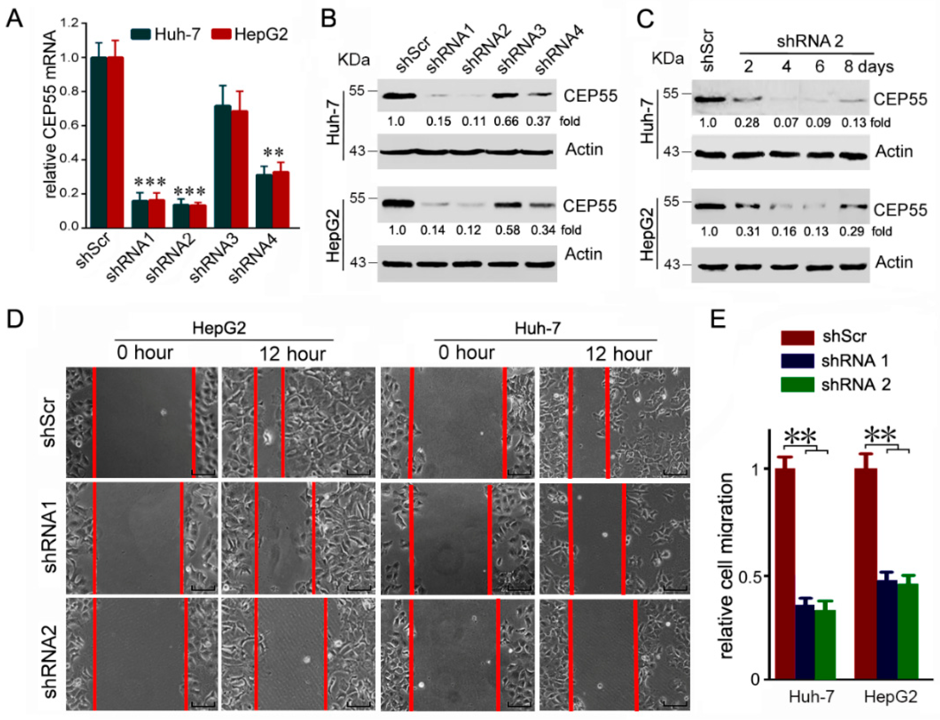 Cells 07 00099 g003a