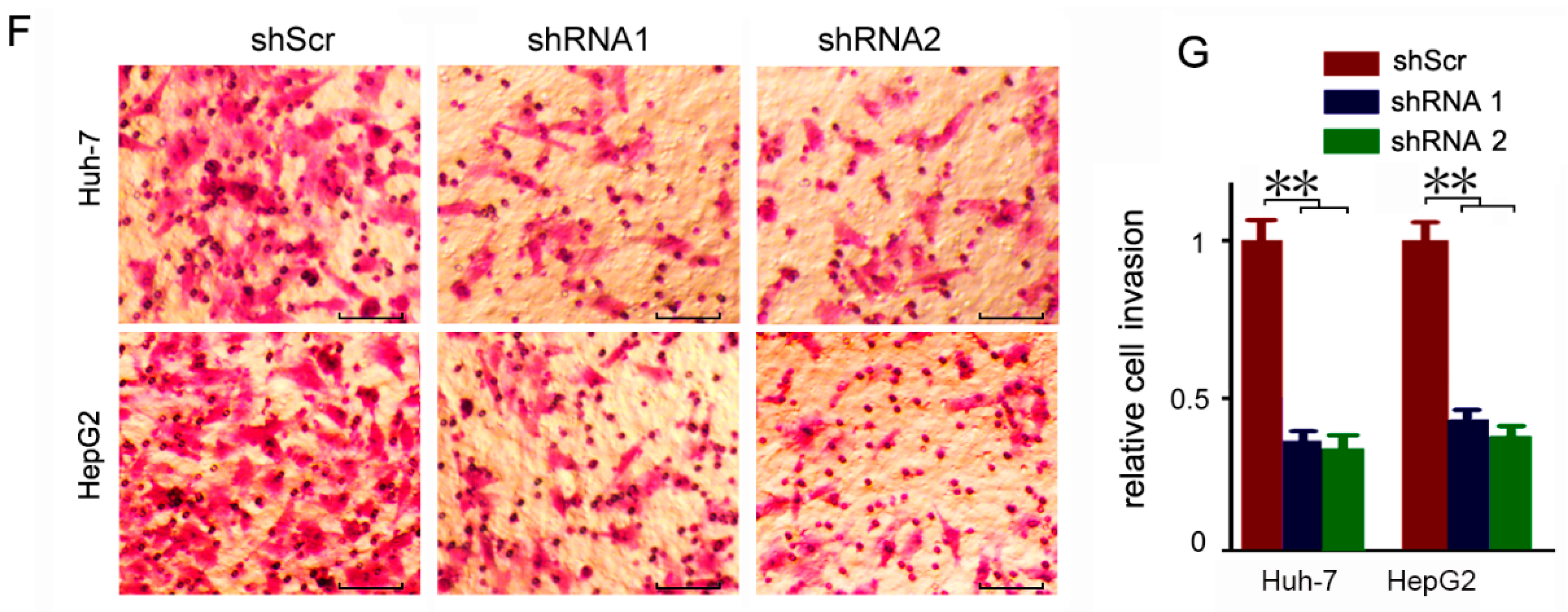 Cells 07 00099 g003b