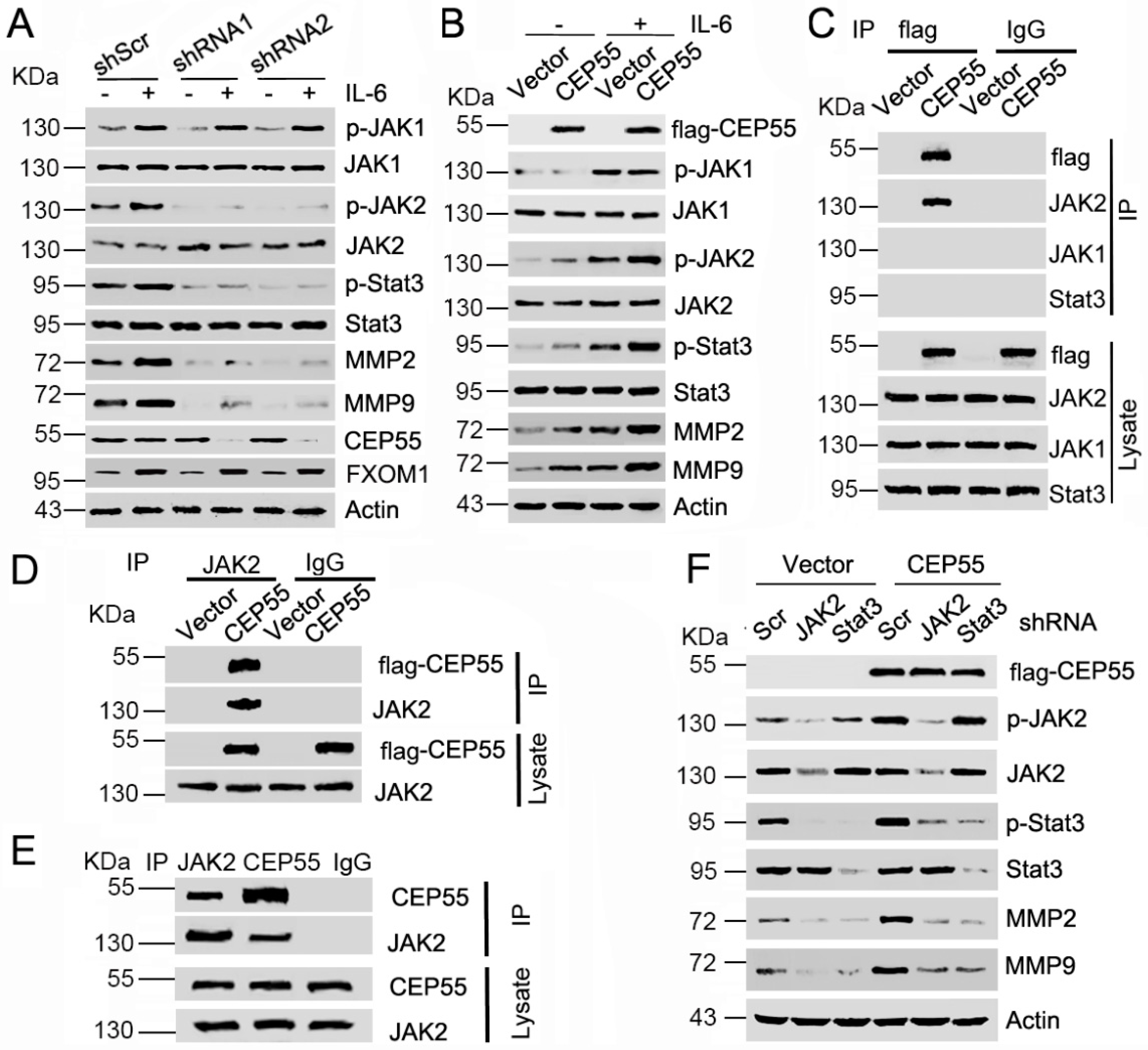 Cells 07 00099 g005