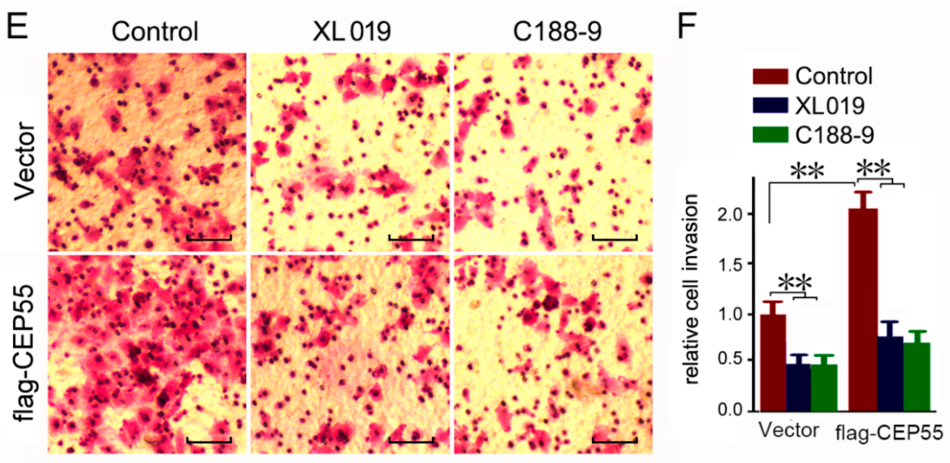 Cells 07 00099 g006b
