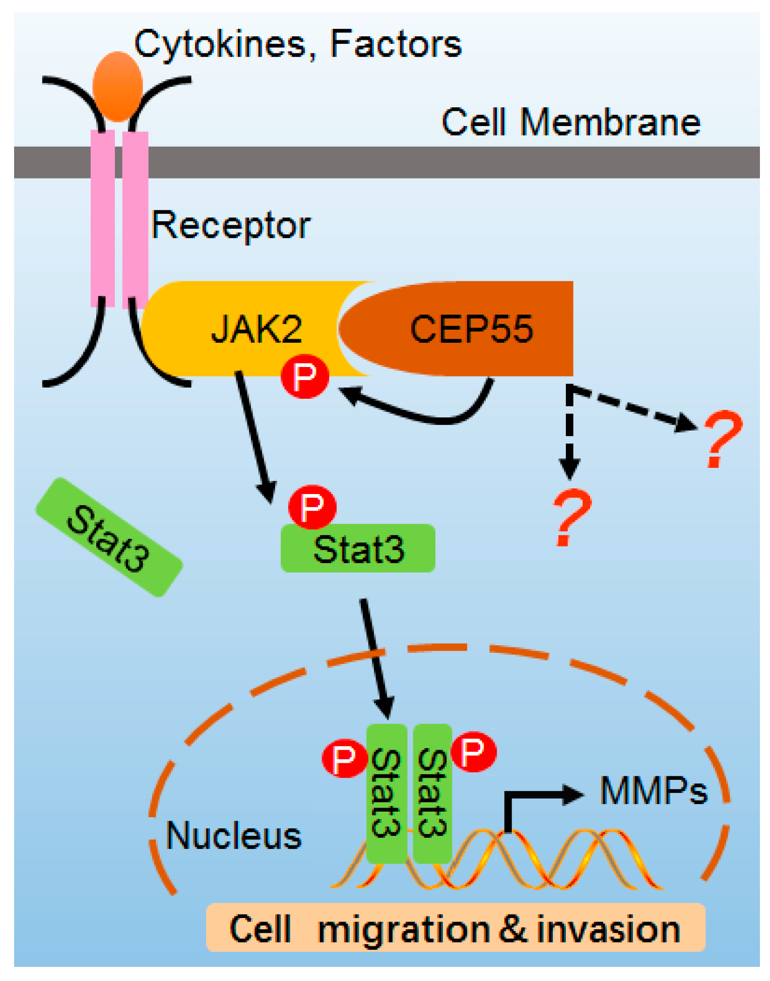 Cells 07 00099 g007