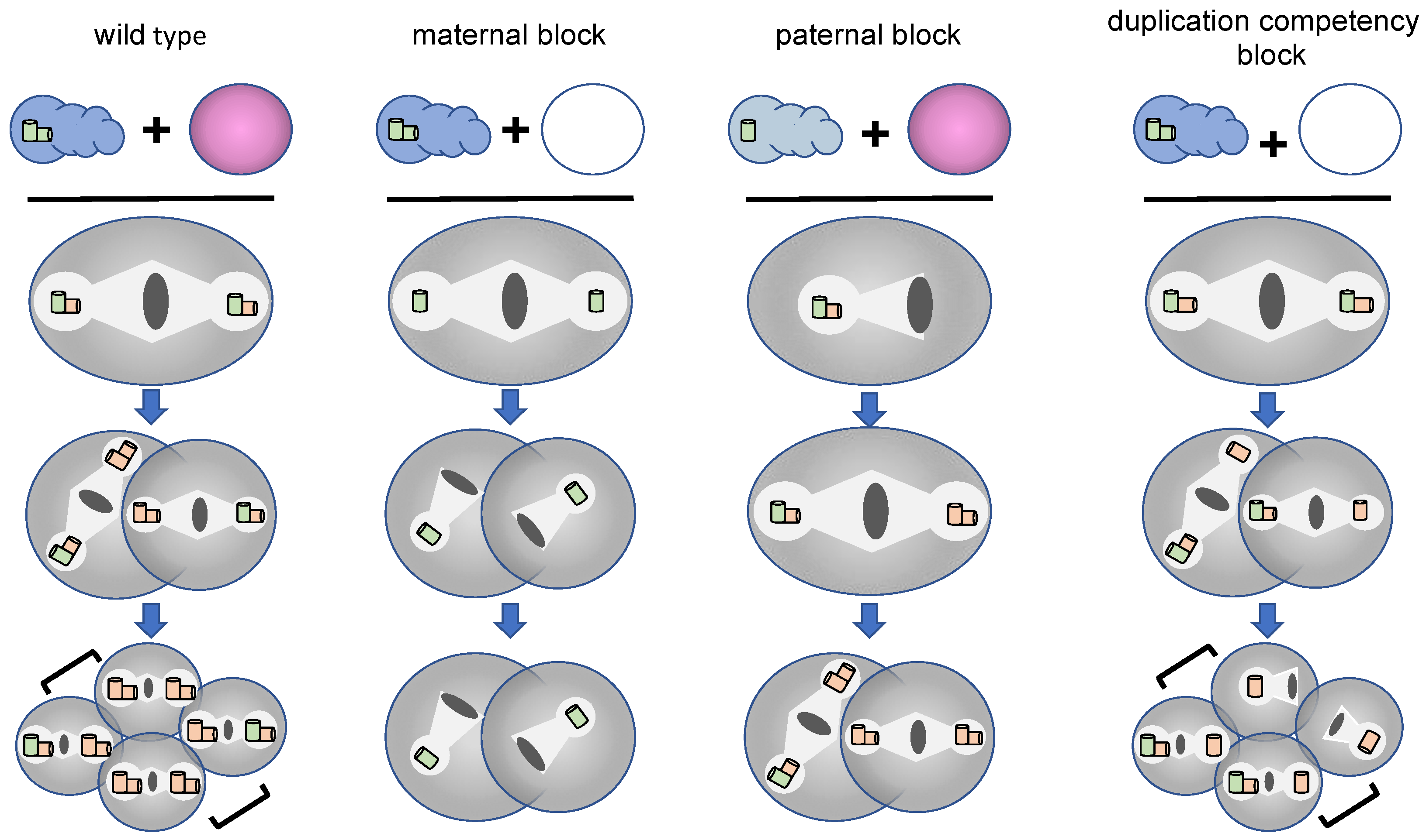 Cells 07 00101 g004