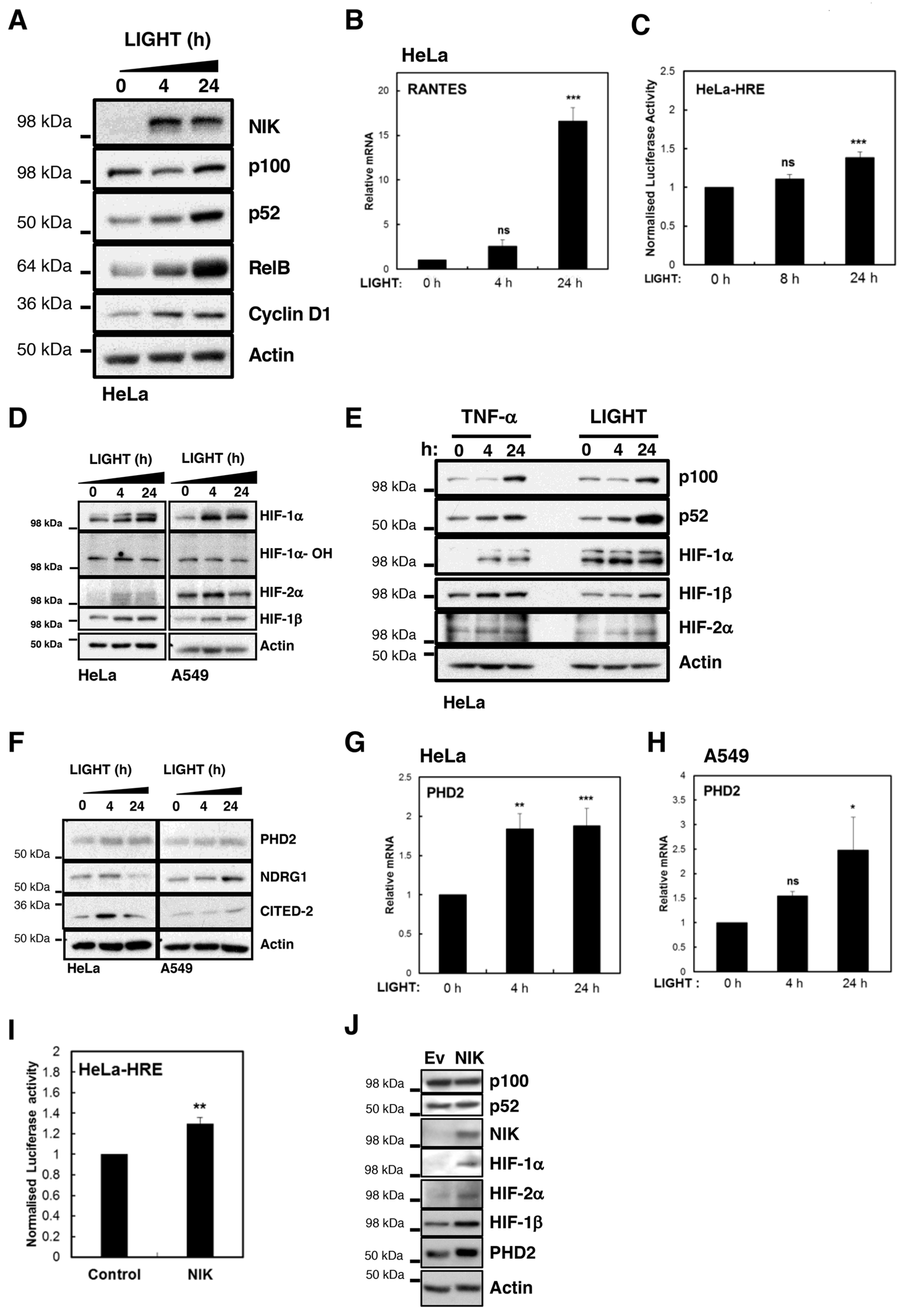 Cells 07 00102 g001