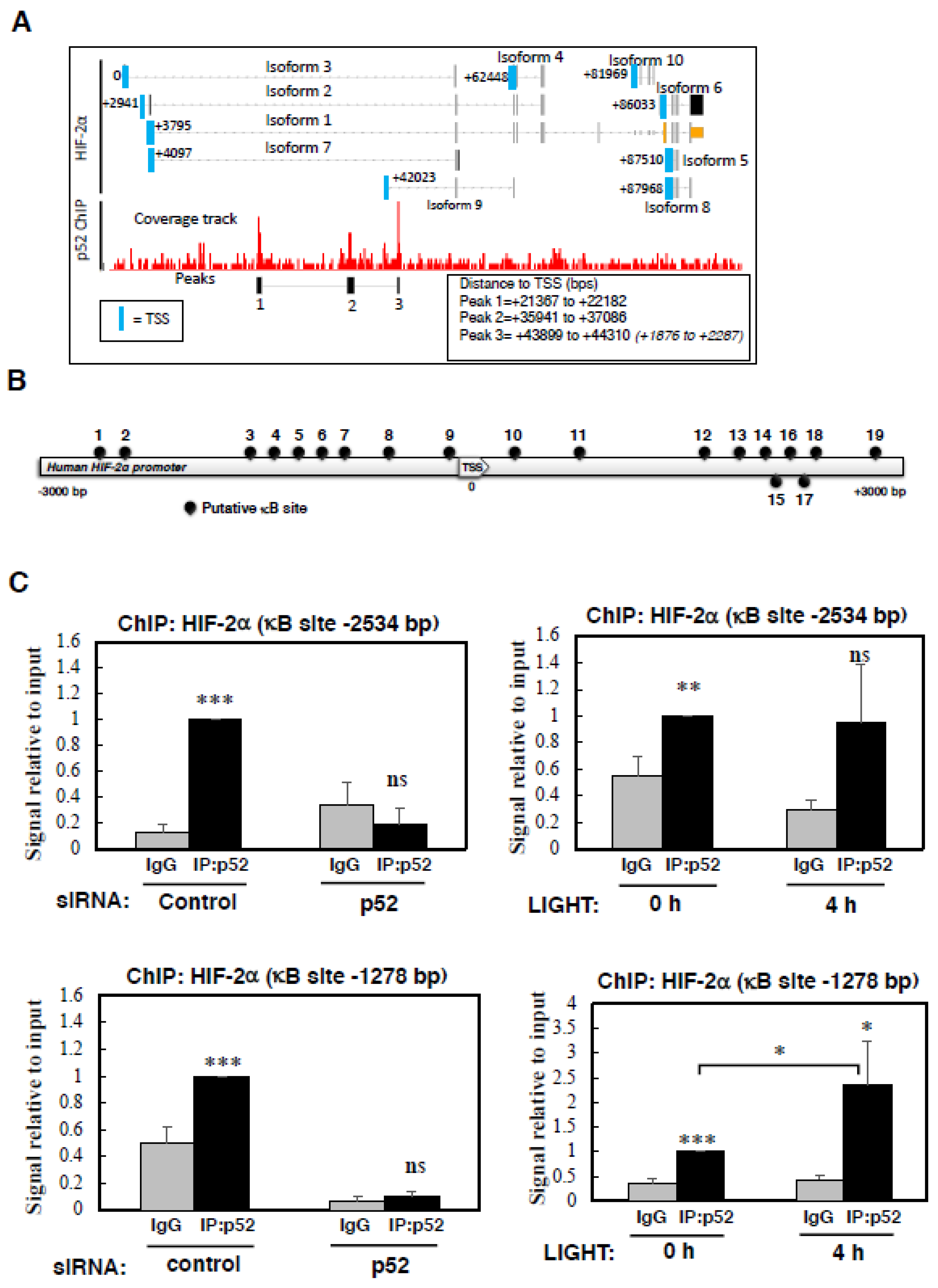 Cells 07 00102 g004