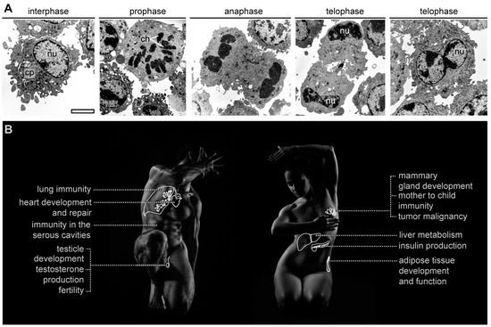 Cells Free Full Text Understanding The Biology Of Self Renewing Macrophages Html