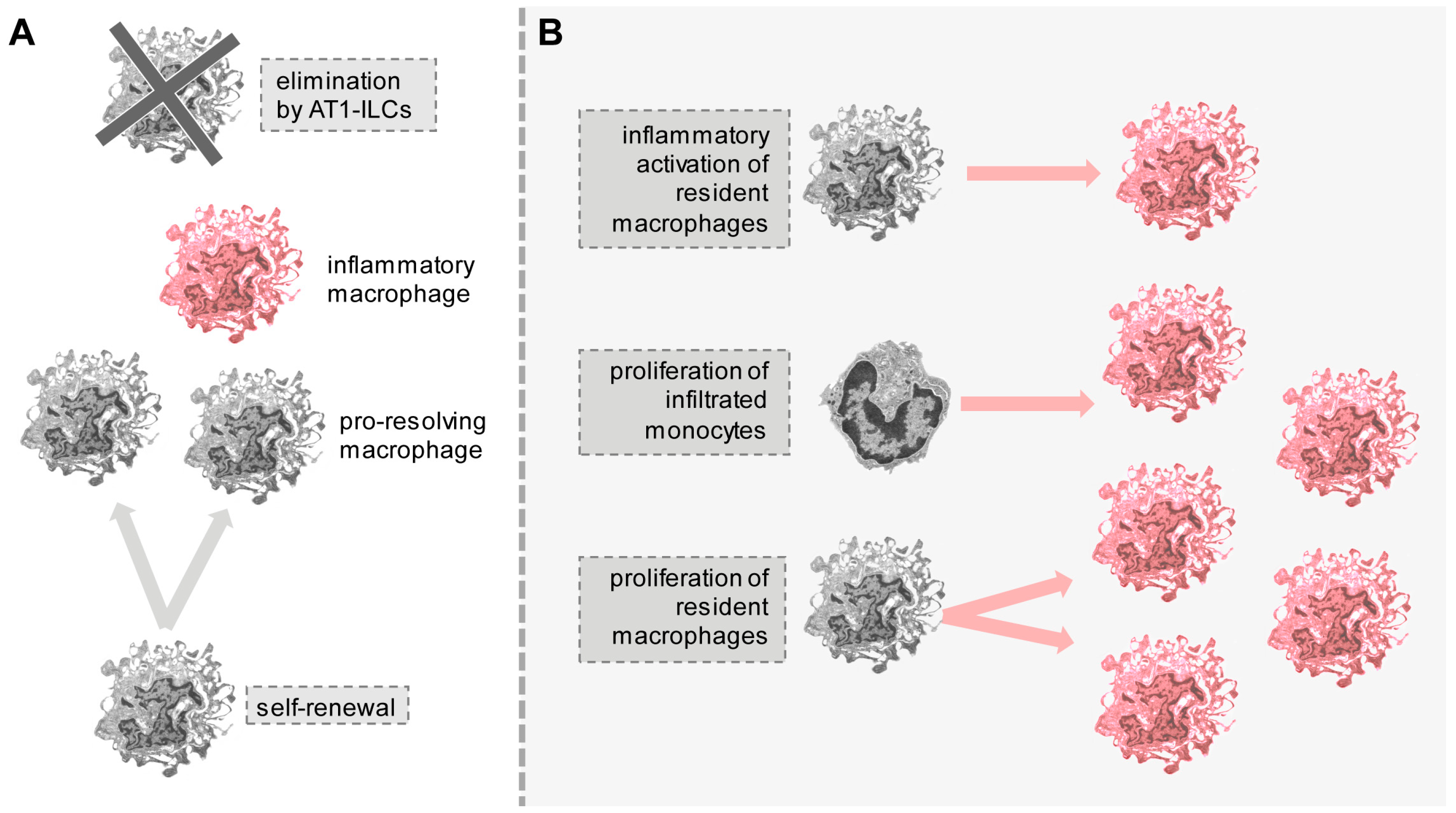 Cells Free Full Text Understanding The Biology Of Self Renewing Macrophages Html