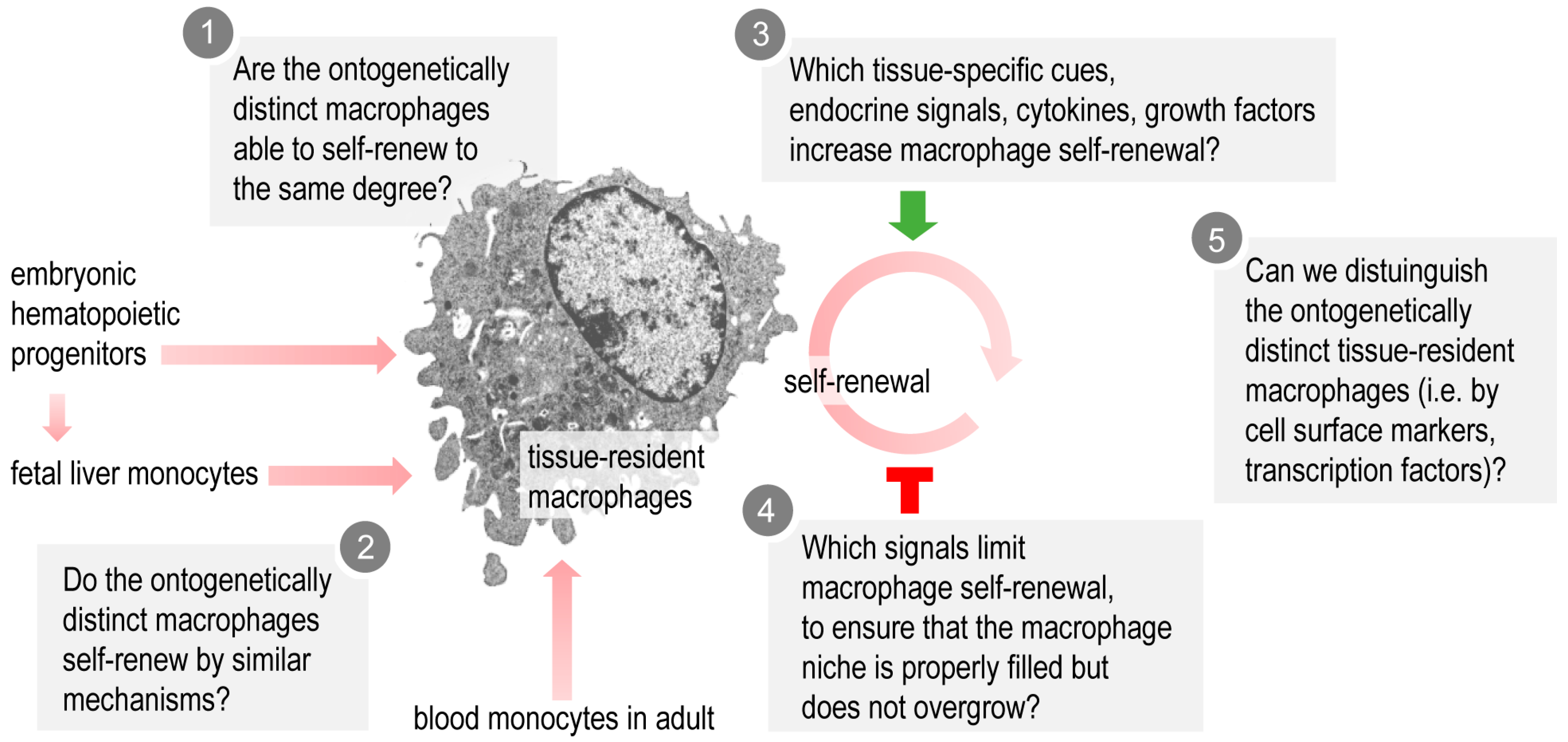 Cells Free Full Text Understanding The Biology Of Self Renewing Macrophages Html