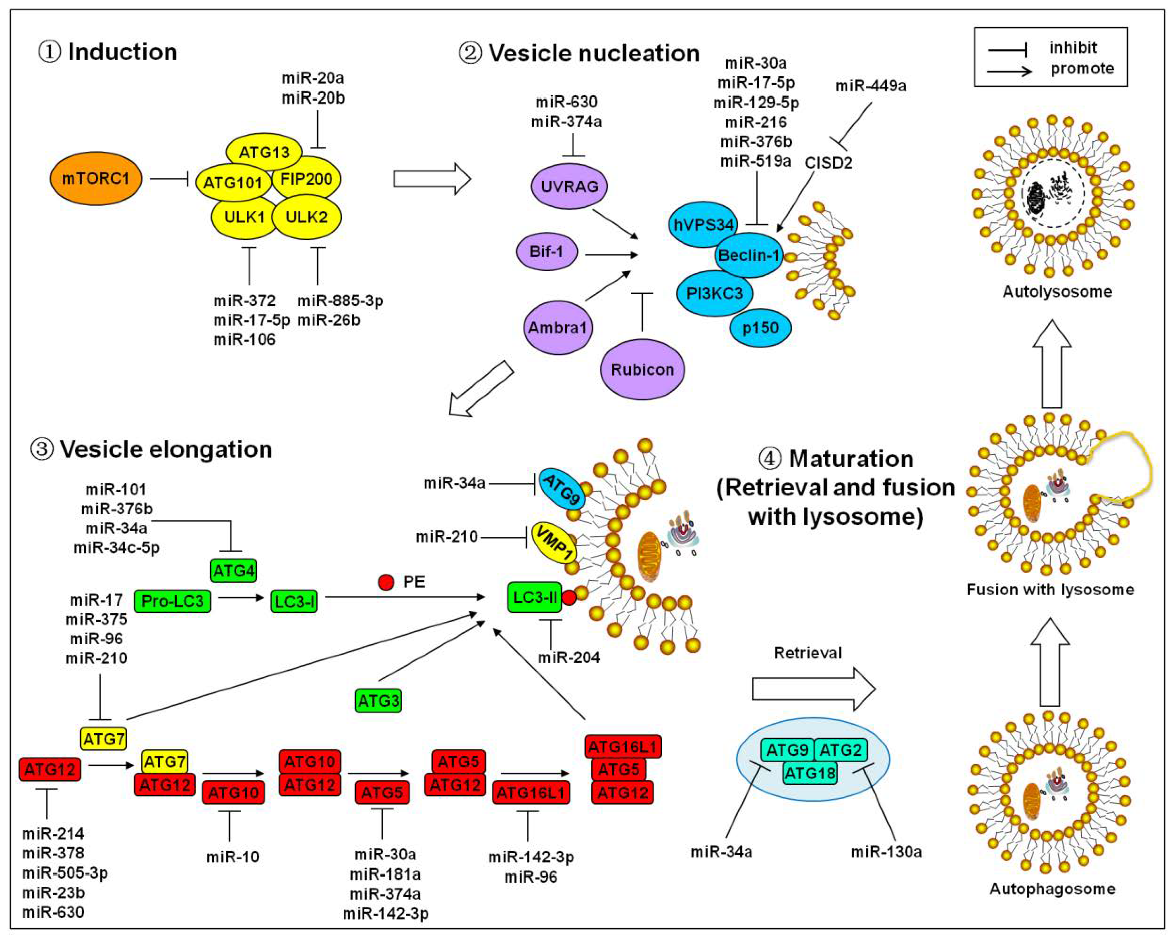 Cells 07 00104 g001