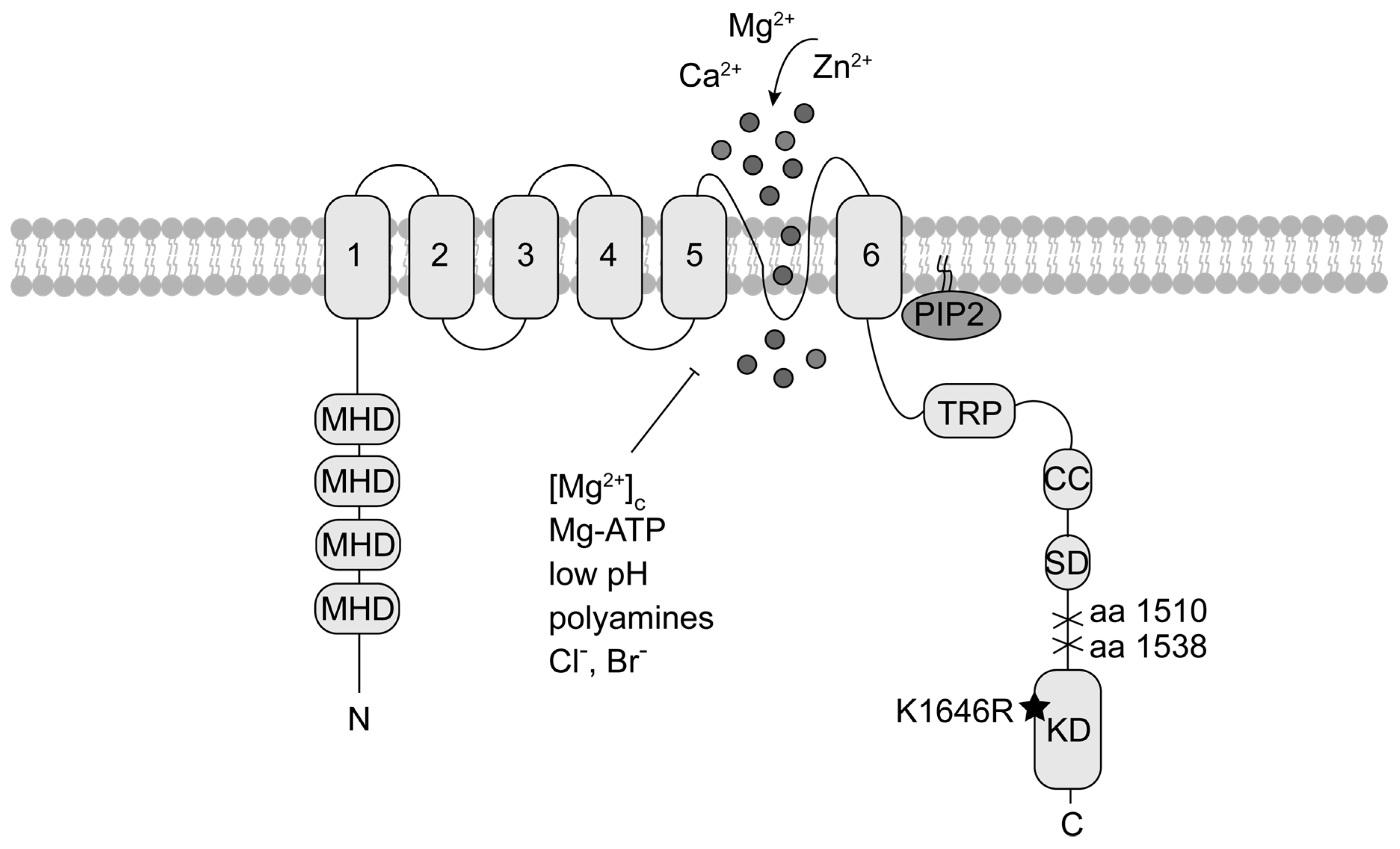 Cells 07 00109 g001