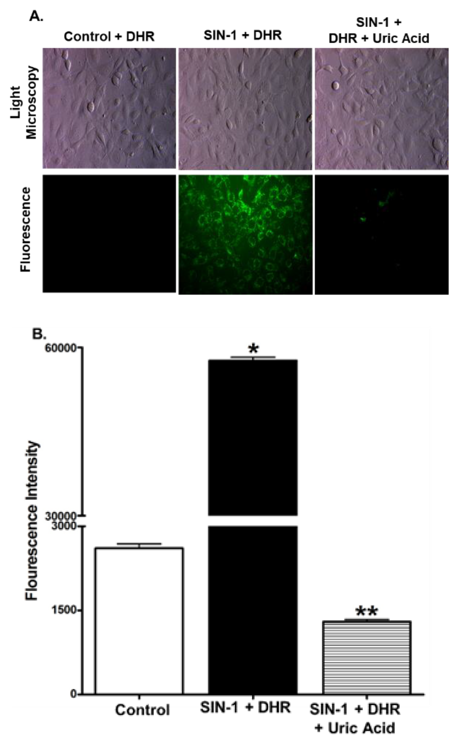 Cells 07 00111 g005