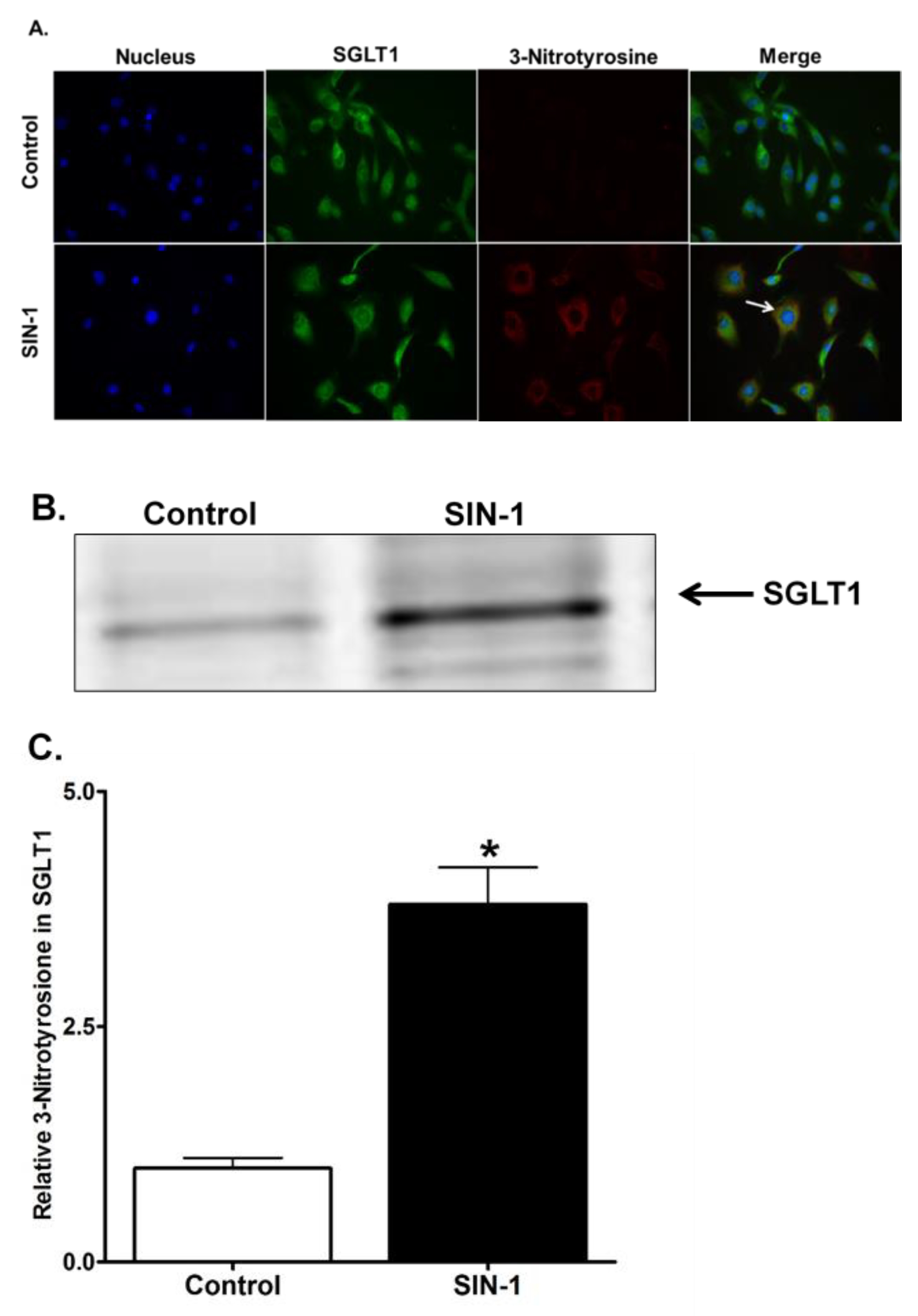 Cells 07 00111 g009