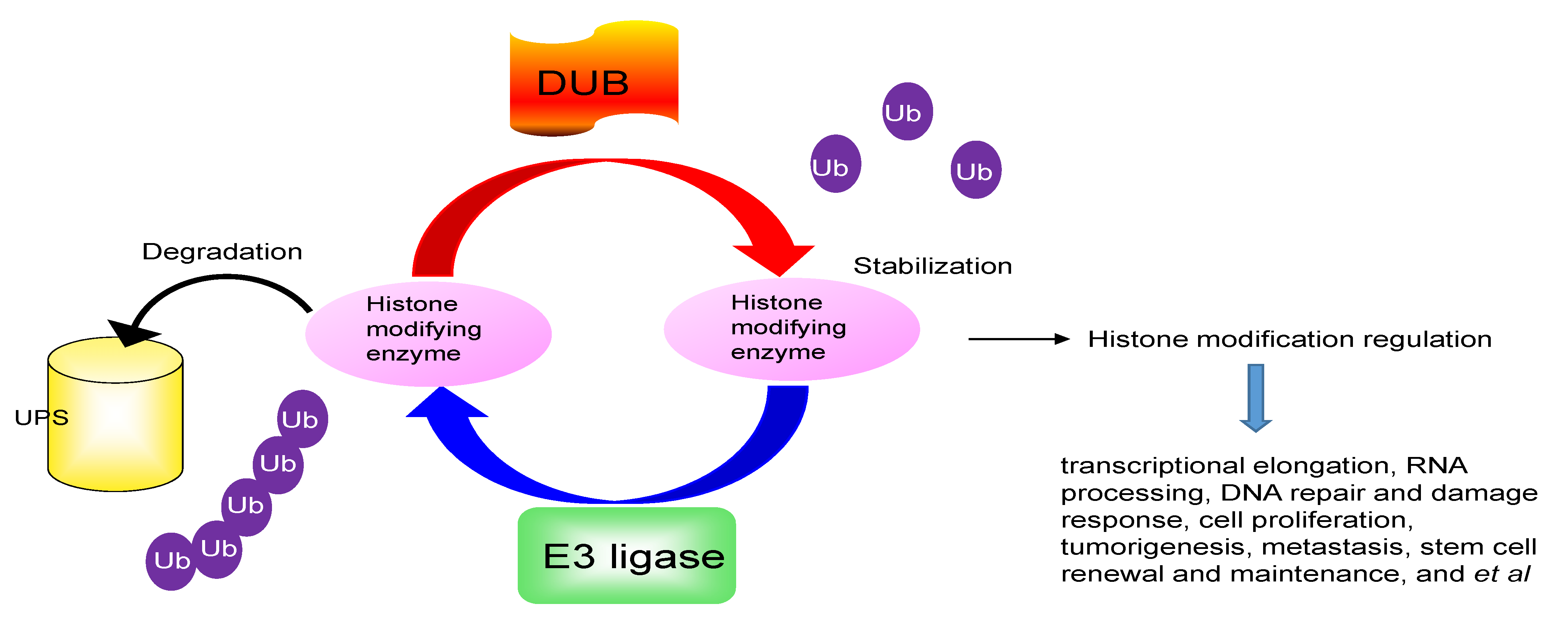 Histone modification levels are predictive for gene expression picture