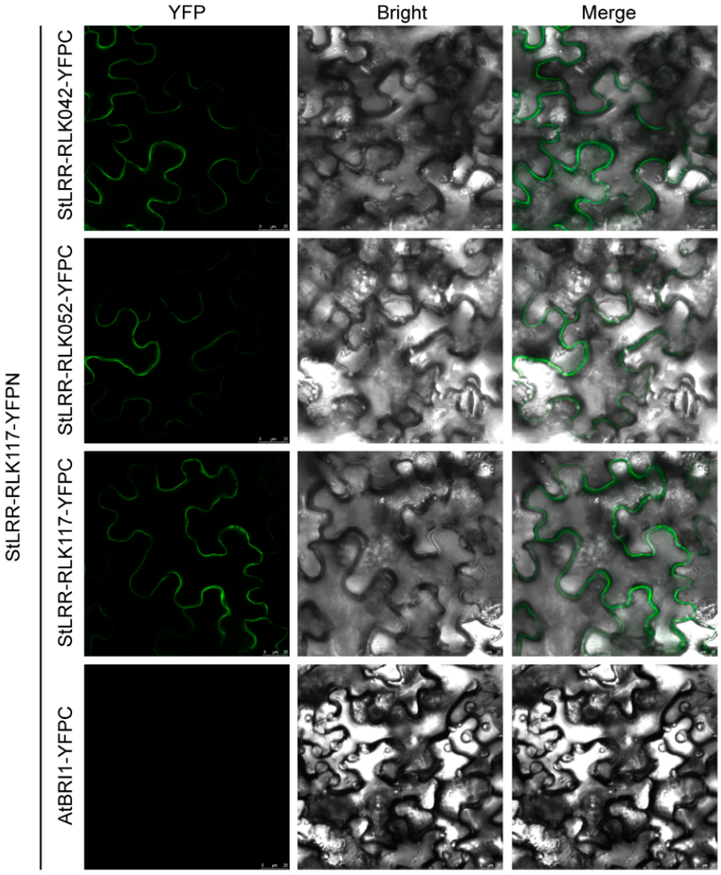 Cells 07 00120 g008