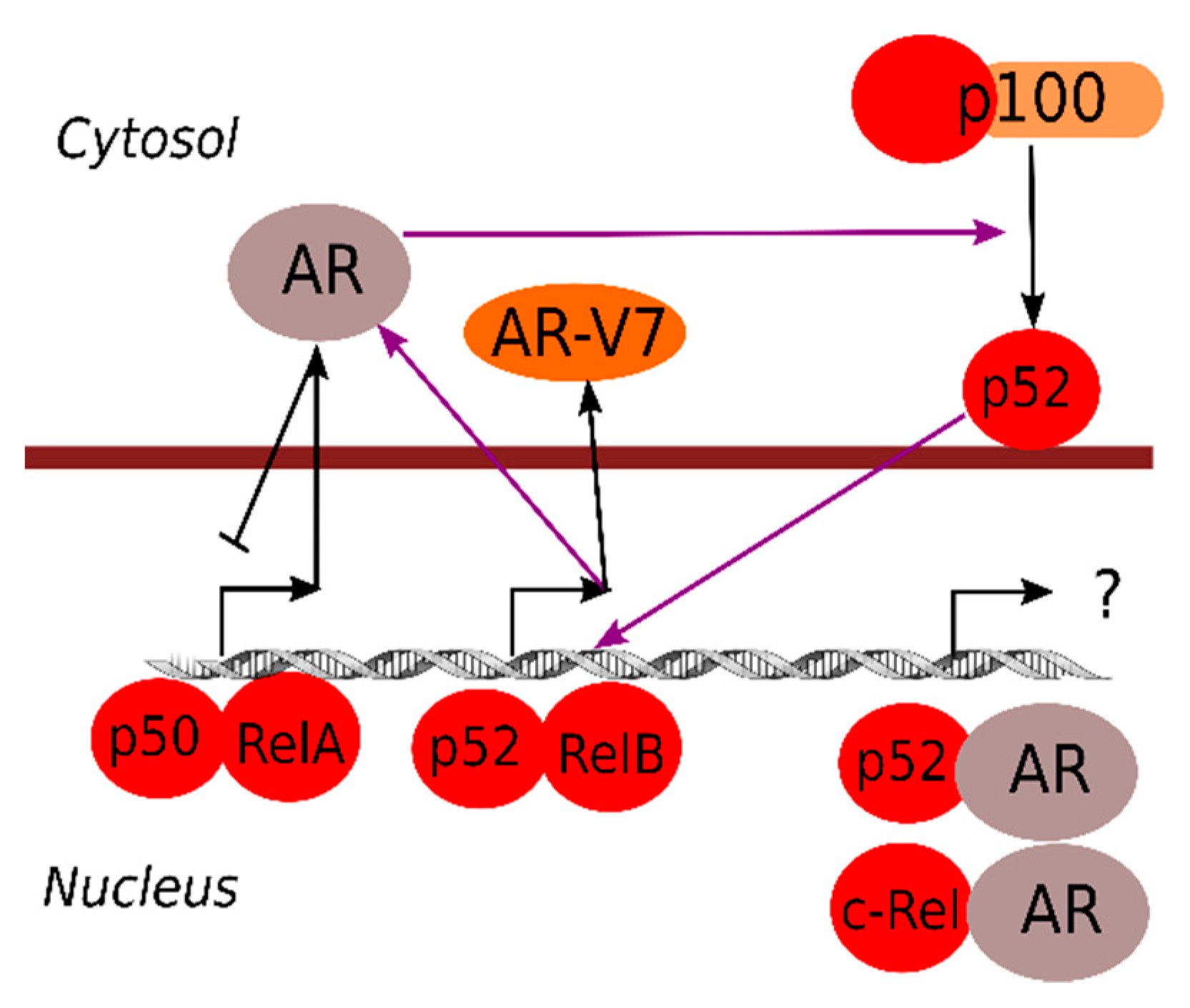 Cells 07 00122 g002