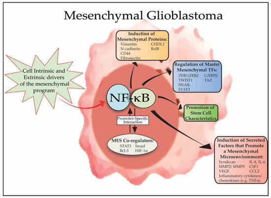 NF-κB, Mesenchymal Differentiation and Glioblastoma