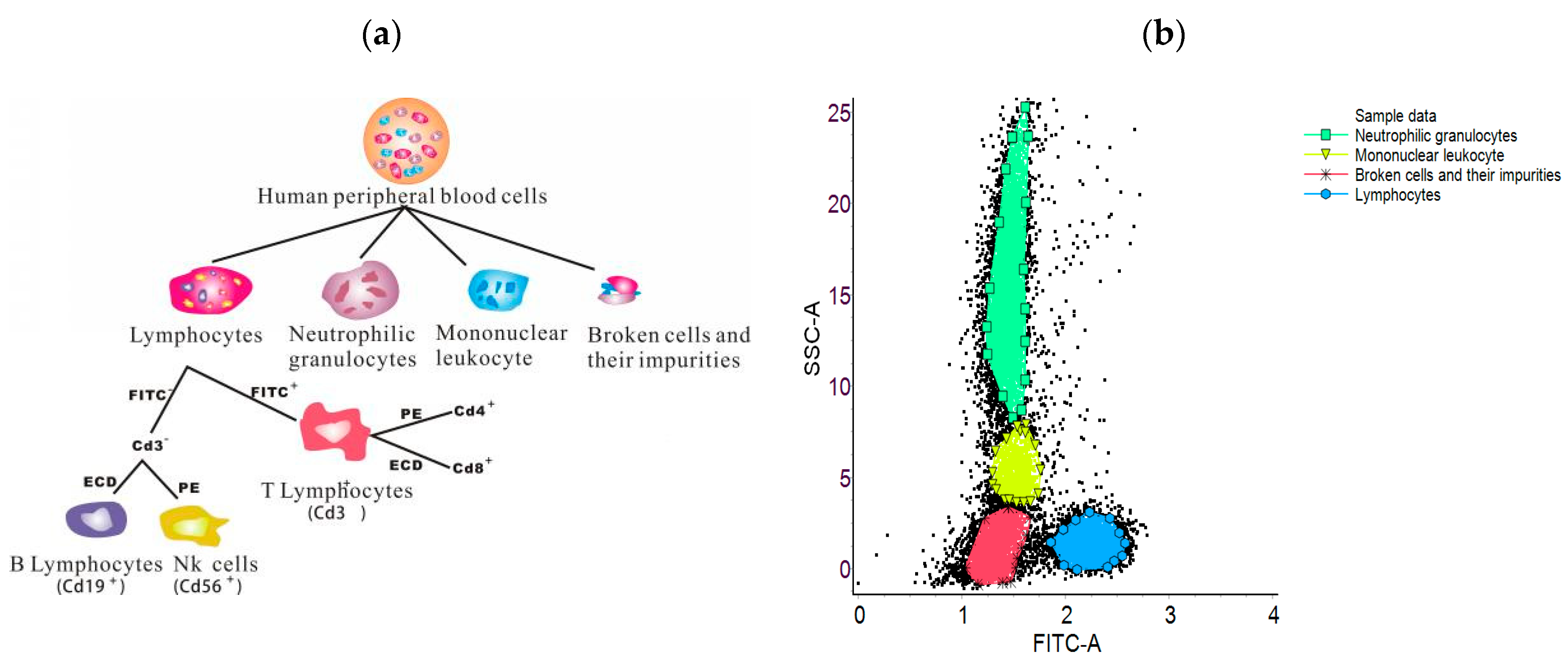 Cells 07 00135 g005 Cells 07 00135 g005