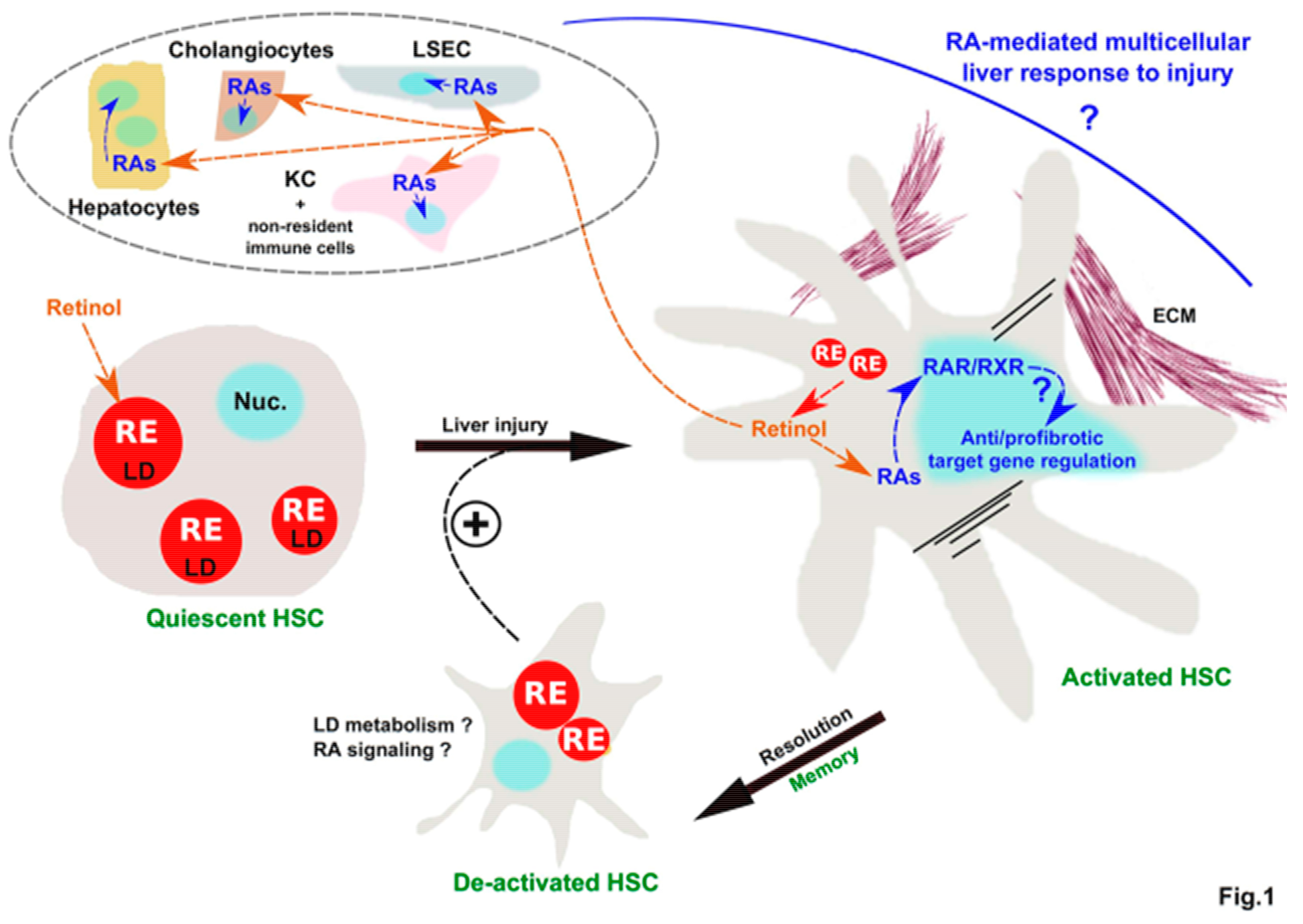 Cells 07 00137 g001 Cells 07 00137 g001