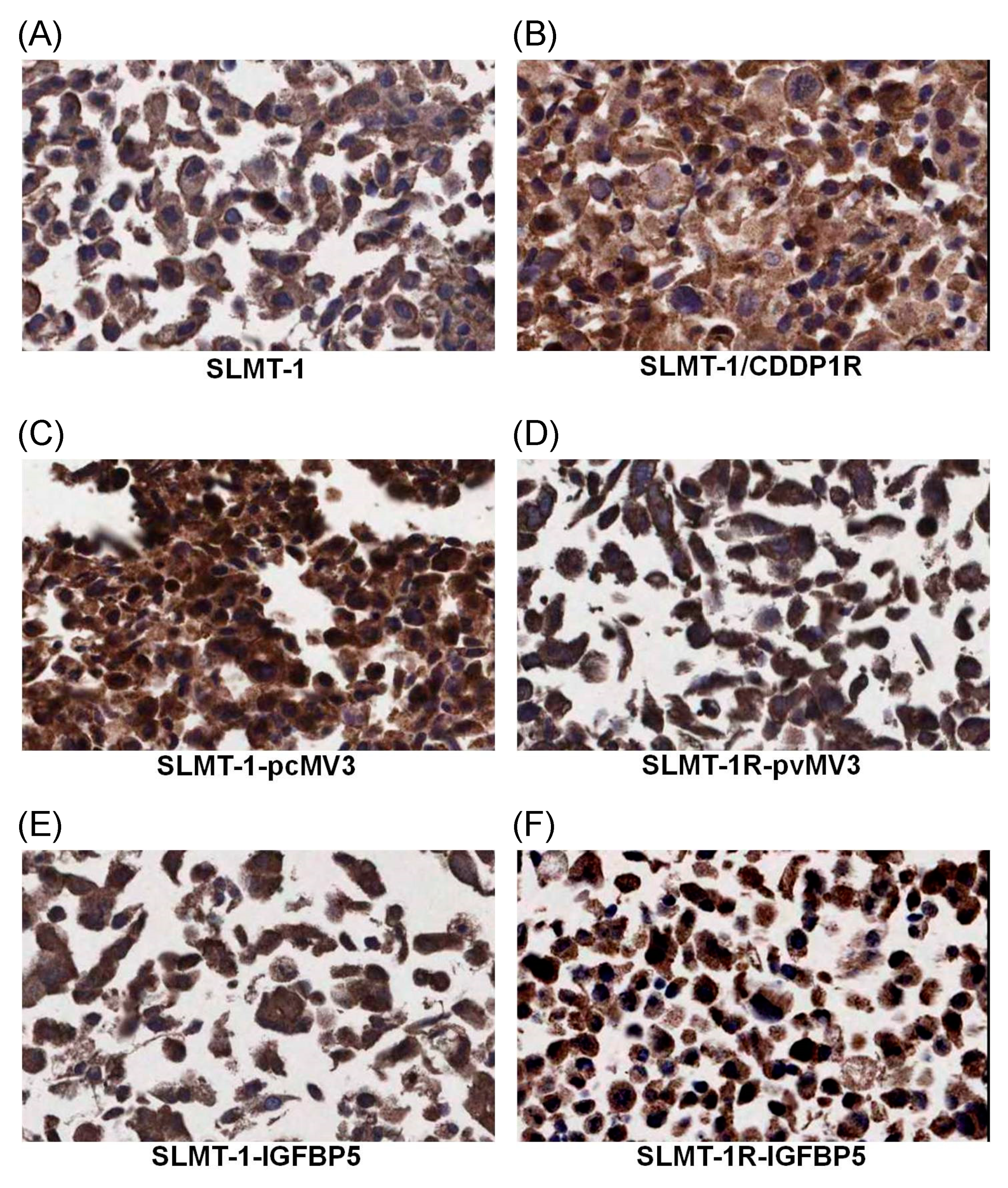 Cells 07 00143 g004 Cells 07 00143 g004
