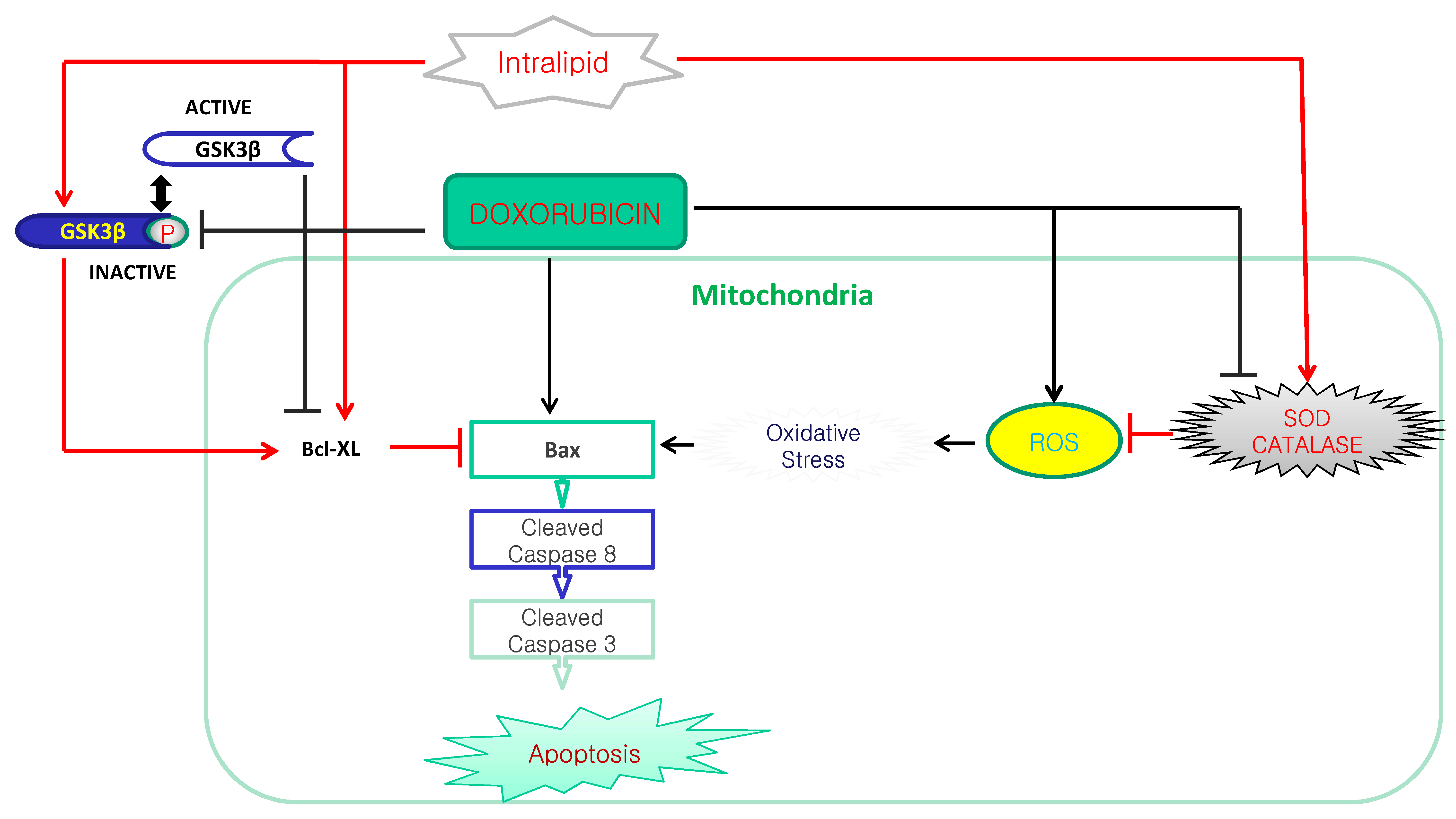 Cells Free FullText Lipid Emulsion Inhibits the Late Apoptosis