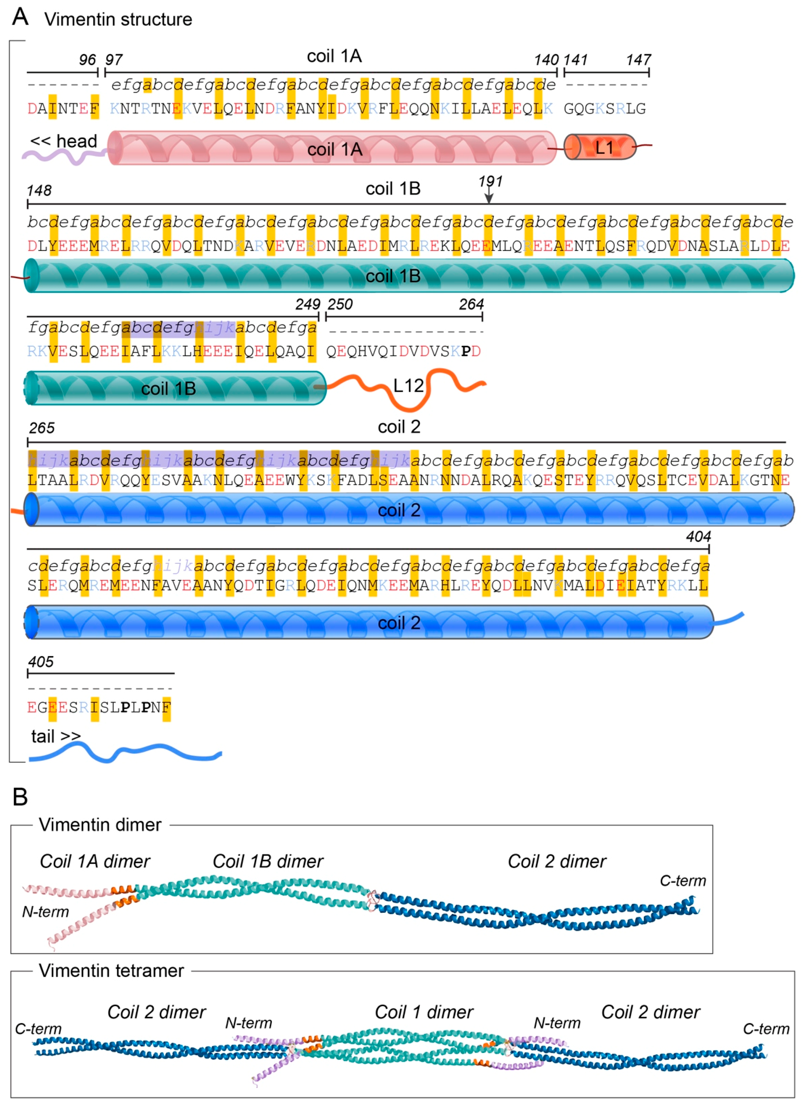 Cells Free Full Text Vimentin Diversity In Health And Disease Html Cells Free Full Text Vimentin Diversity In Health And Disease Html