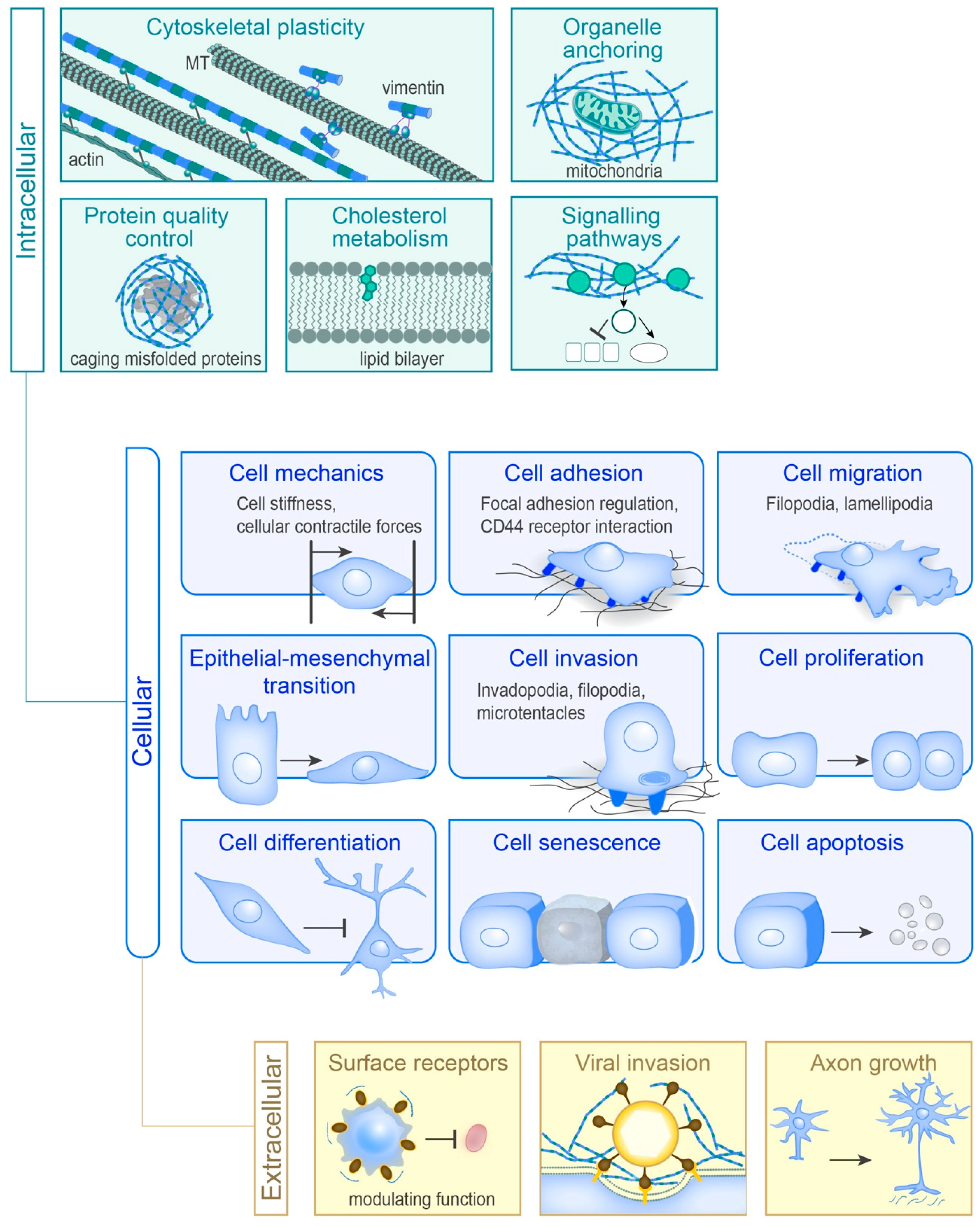 Cells 07 00147 g003 Cells 07 00147 g003