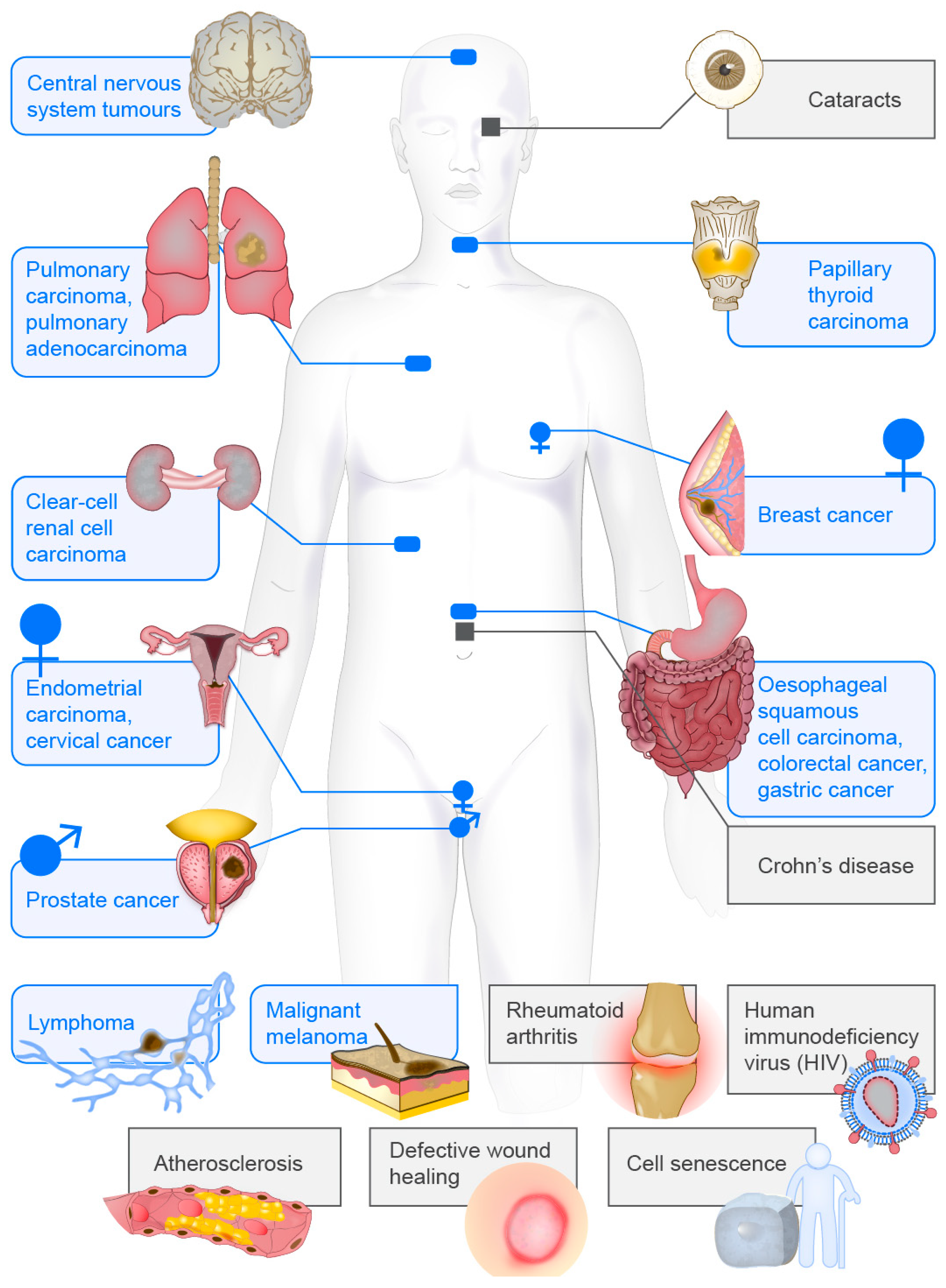 Cells 07 00147 g004 Cells 07 00147 g004
