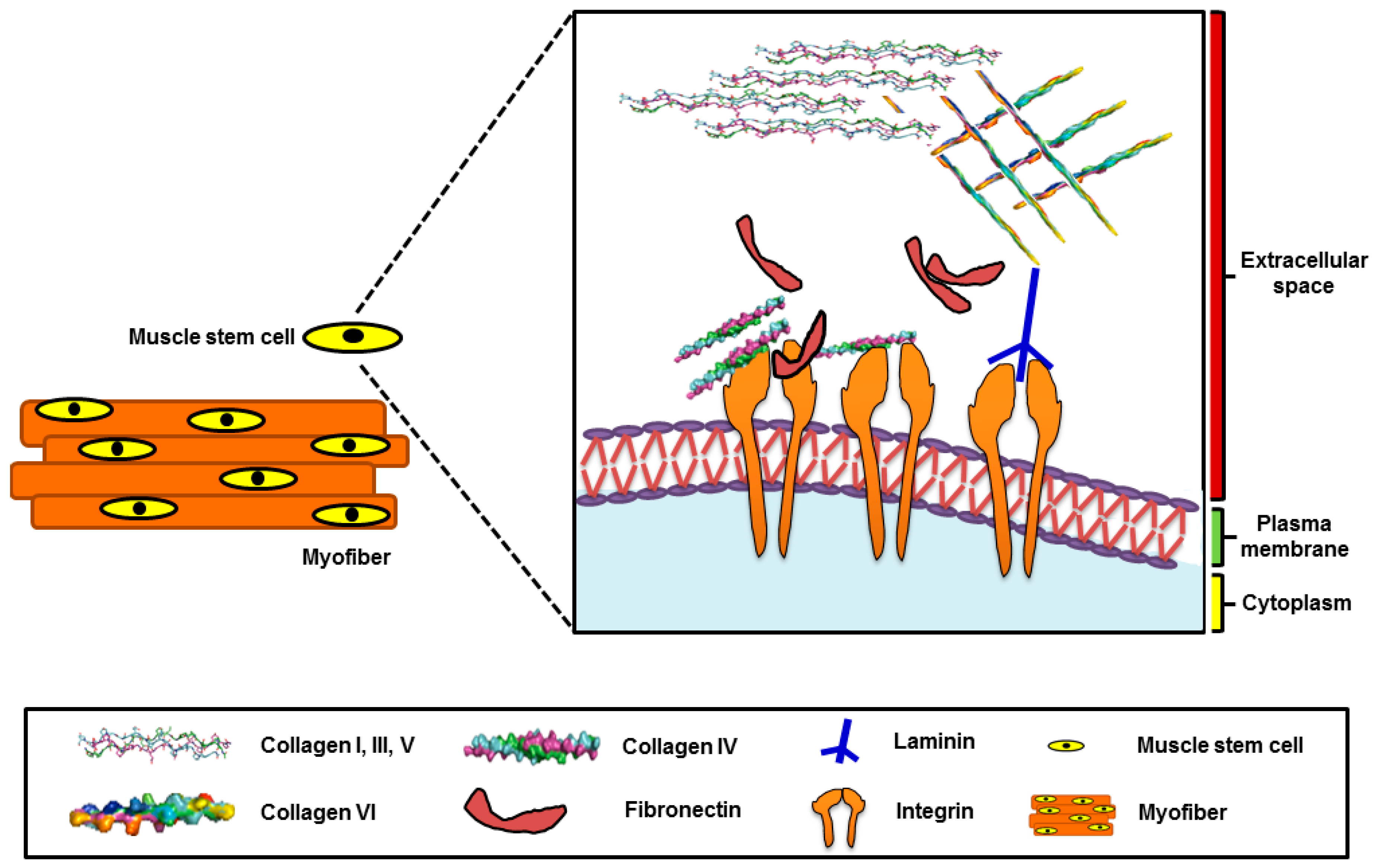Cells 07 00148 g001 Cells 07 00148 g001