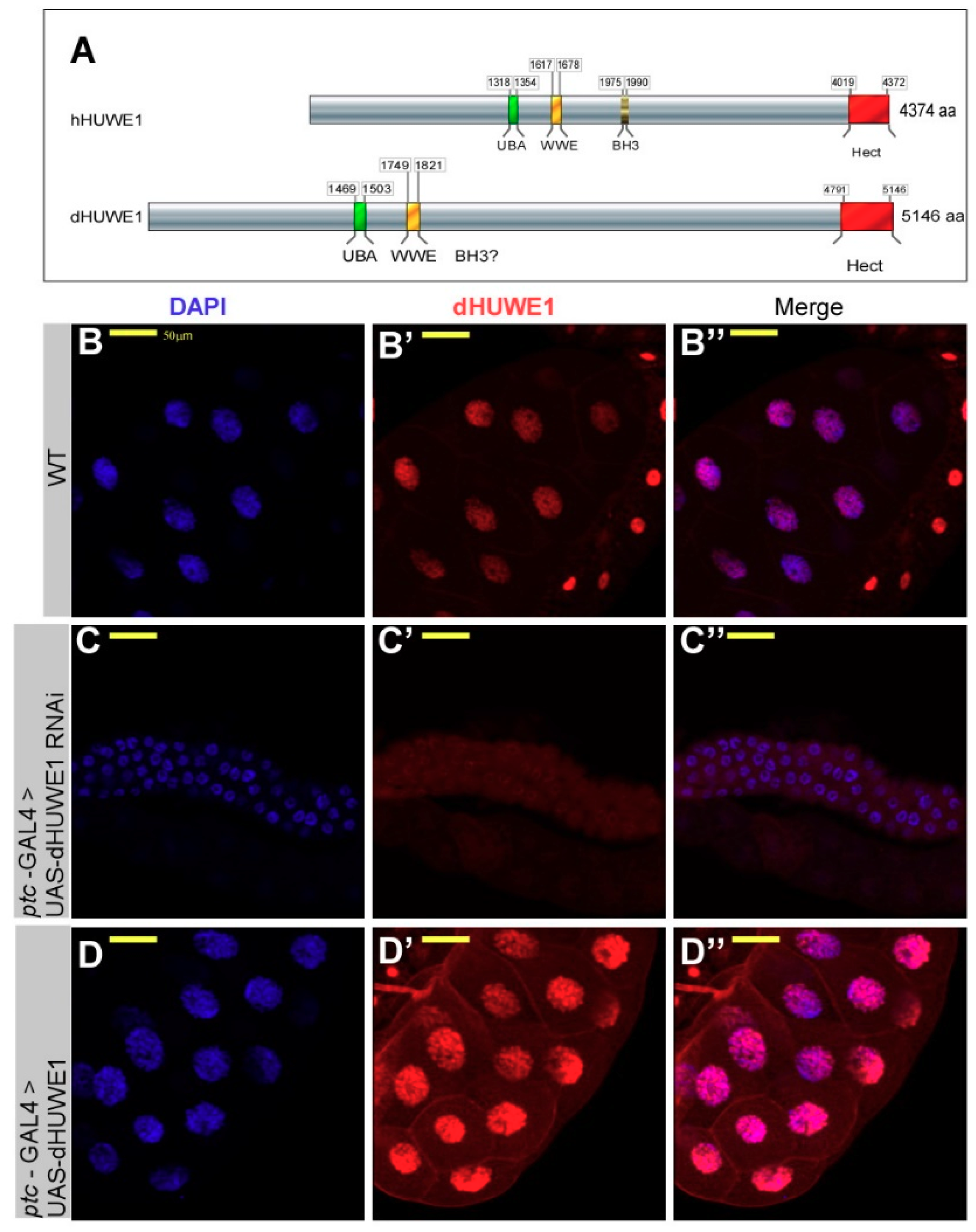 Cells 07 00151 g001 Cells 07 00151 g001
