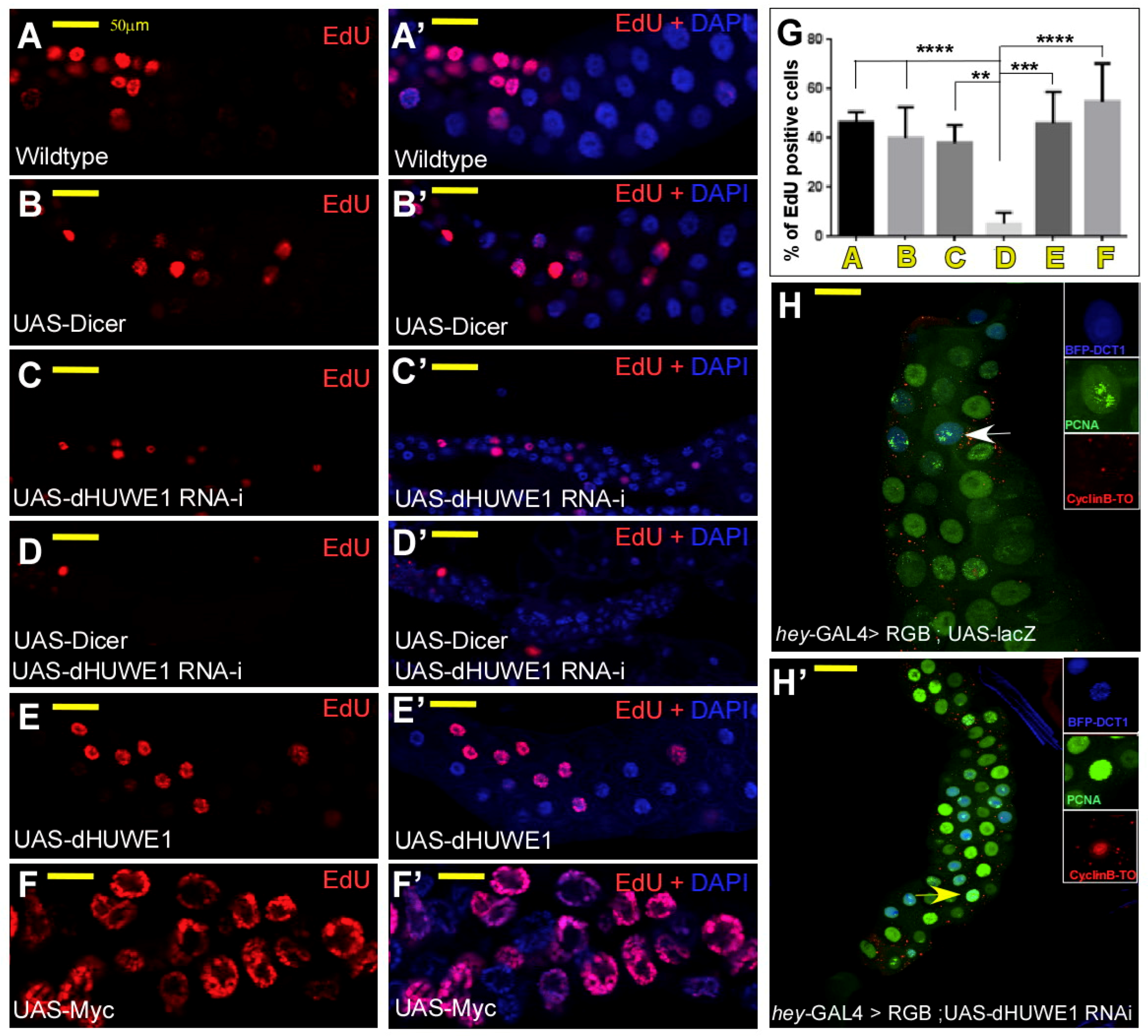 Cells 07 00151 g003 Cells 07 00151 g003
