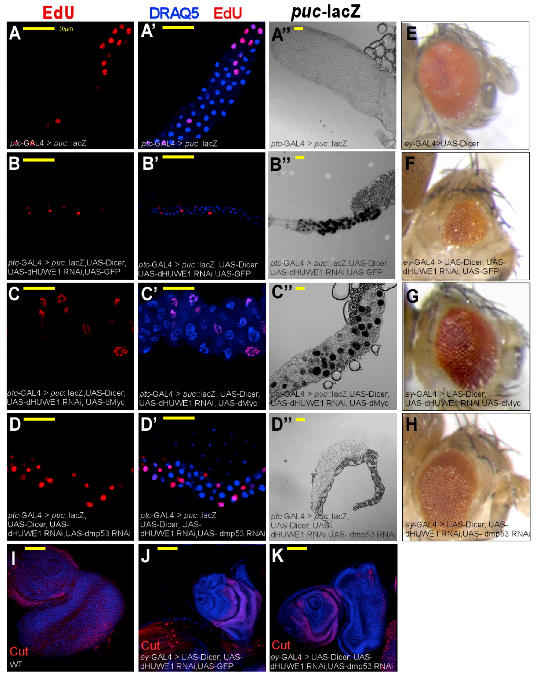 Cells Free Full Text Drosophila HUWE1 Ubiquitin Ligase Cells Free Full Text Drosophila HUWE1 Ubiquitin Ligase