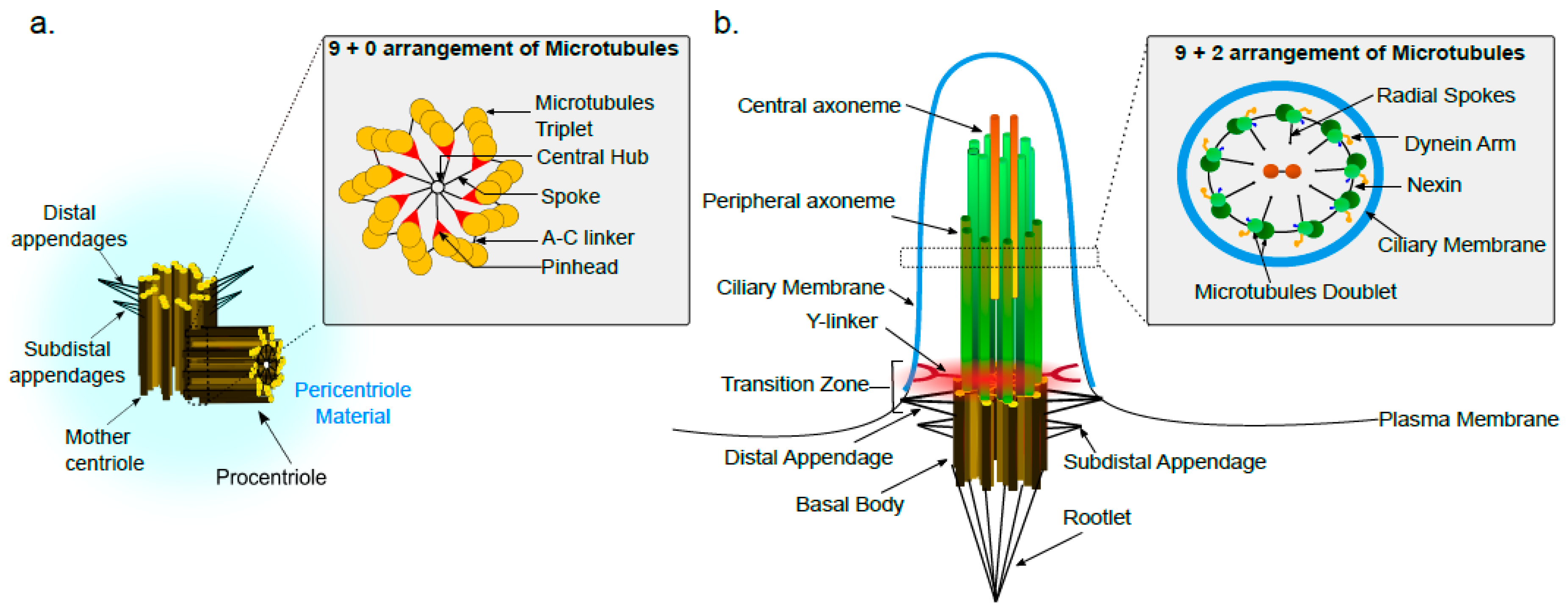 Cells 07 00152 g001 Cells 07 00152 g001