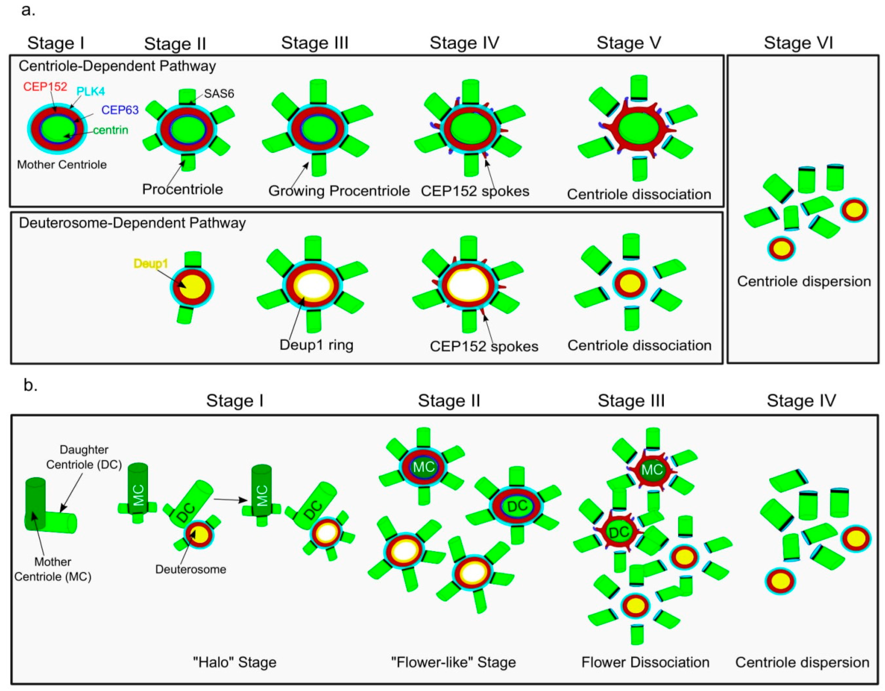 Cells 07 00152 g002 Cells 07 00152 g002