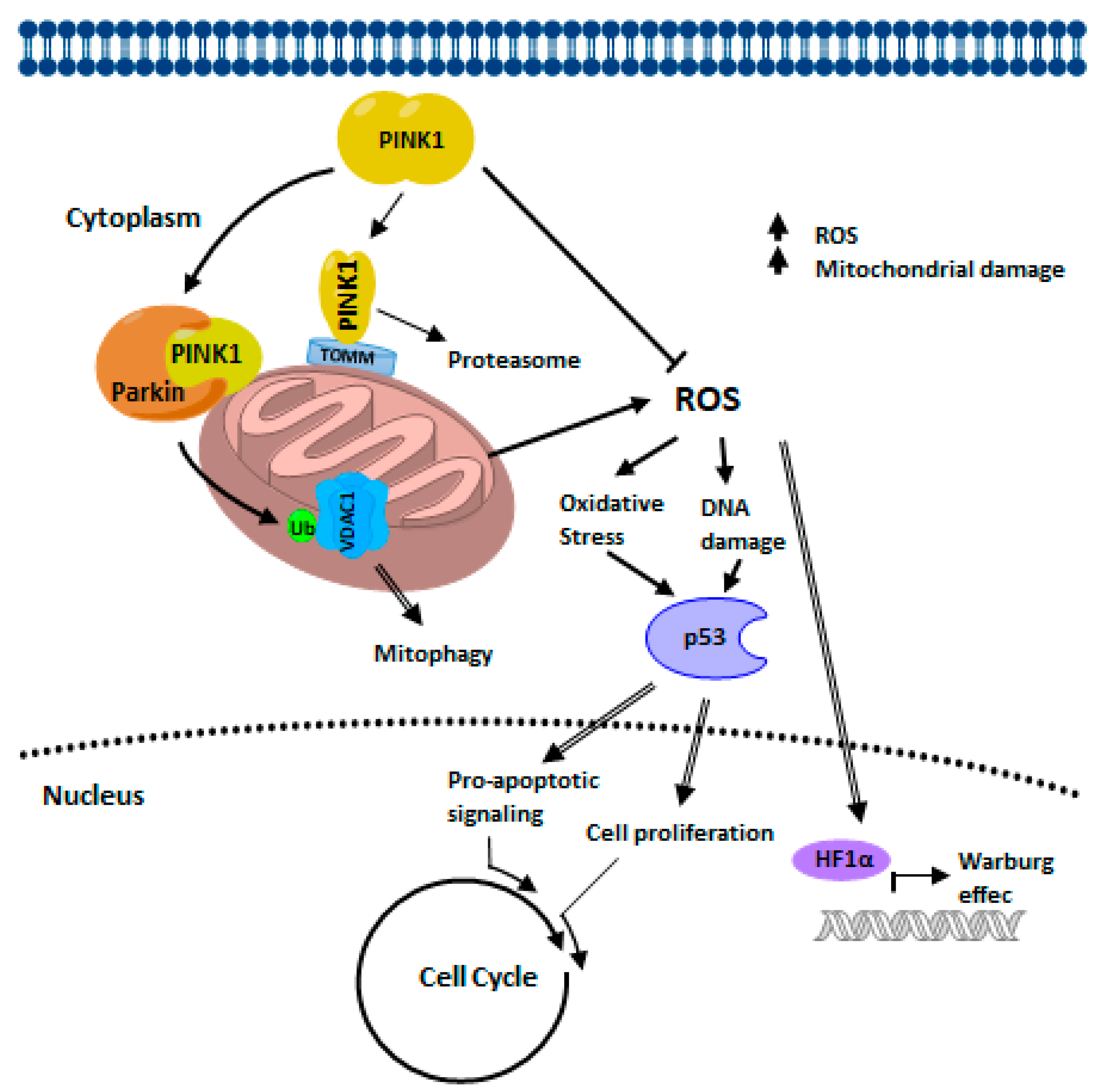 Cells | Free Full-Text | The Interplay among PINK1/PARKIN/Dj-1 Network ...