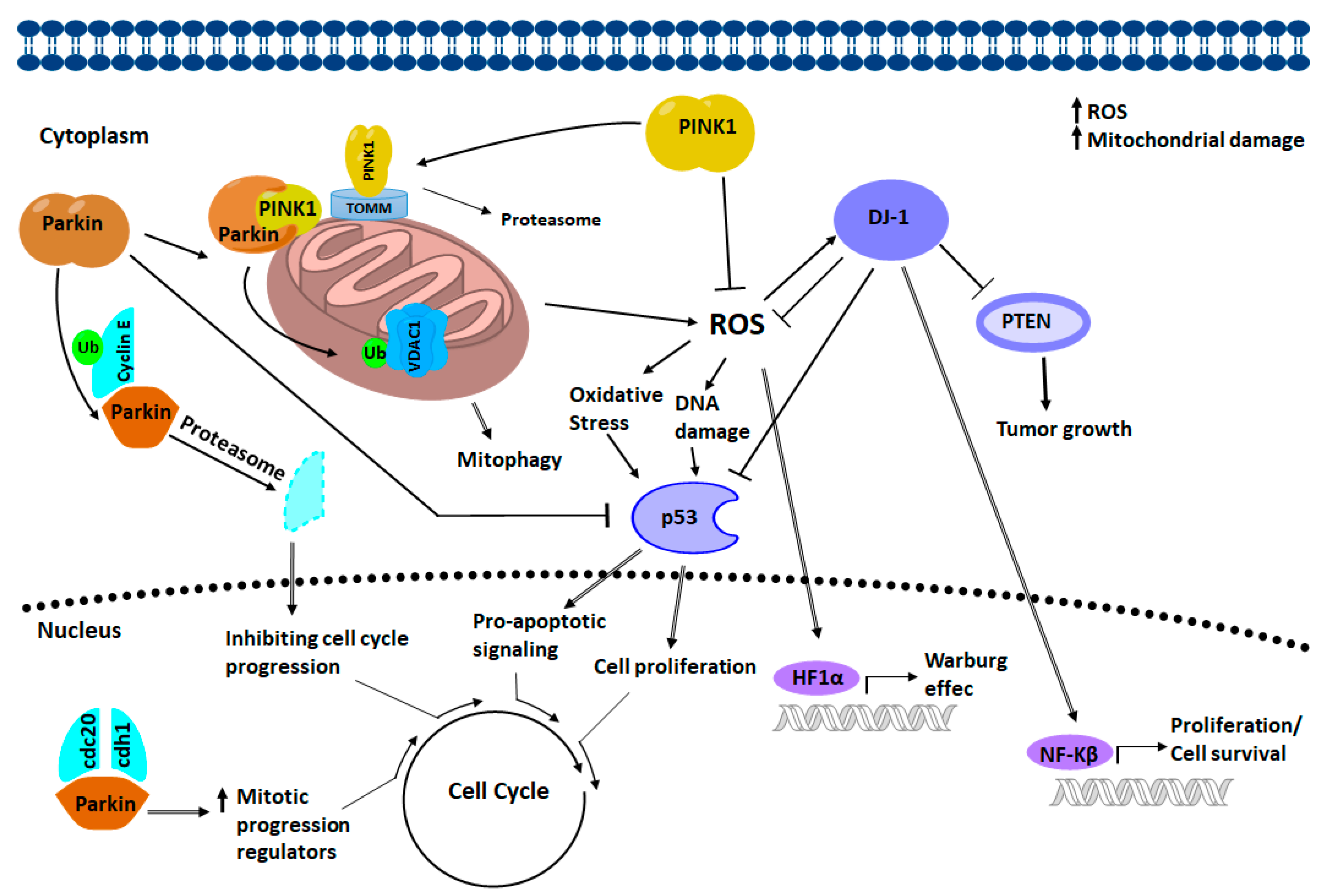 Cells 07 00154 g009 Cells 07 00154 g009