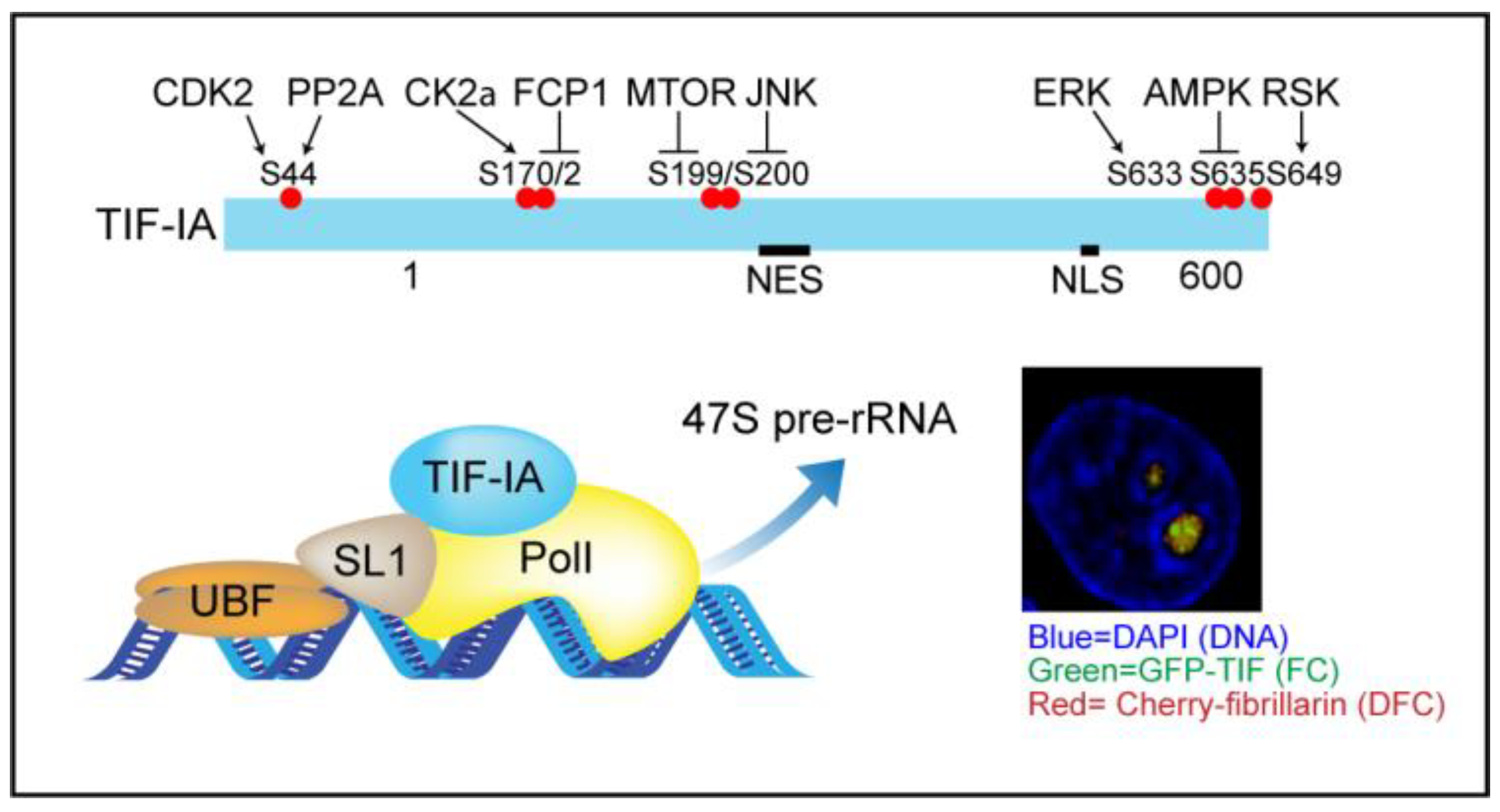 Cells 07 00157 g001