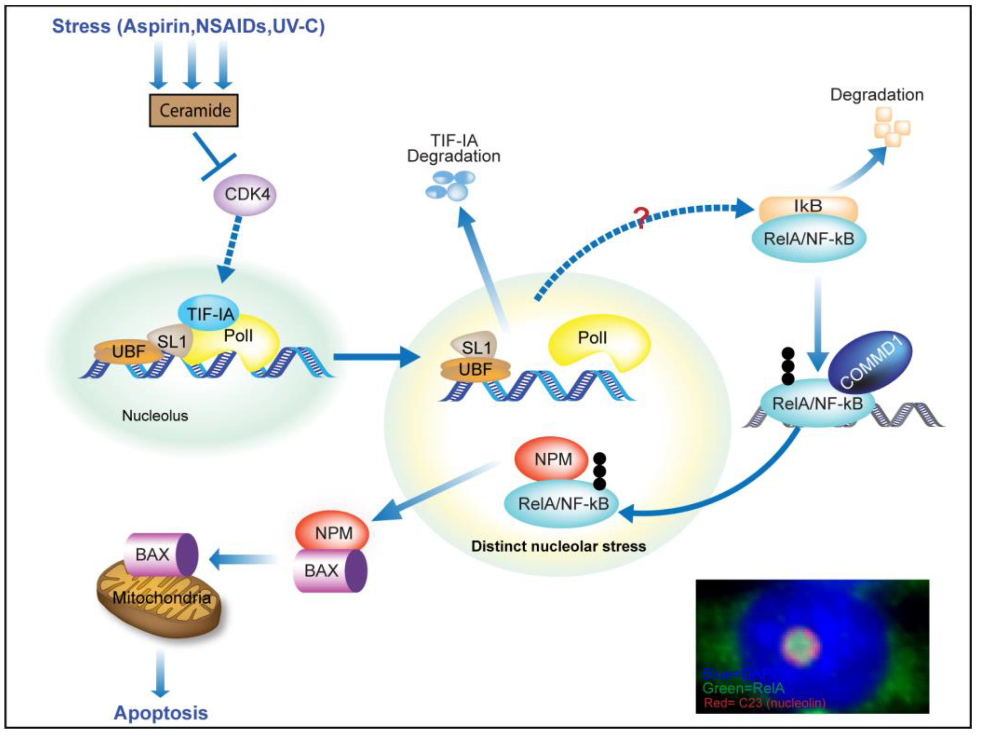 Cells 07 00157 g003