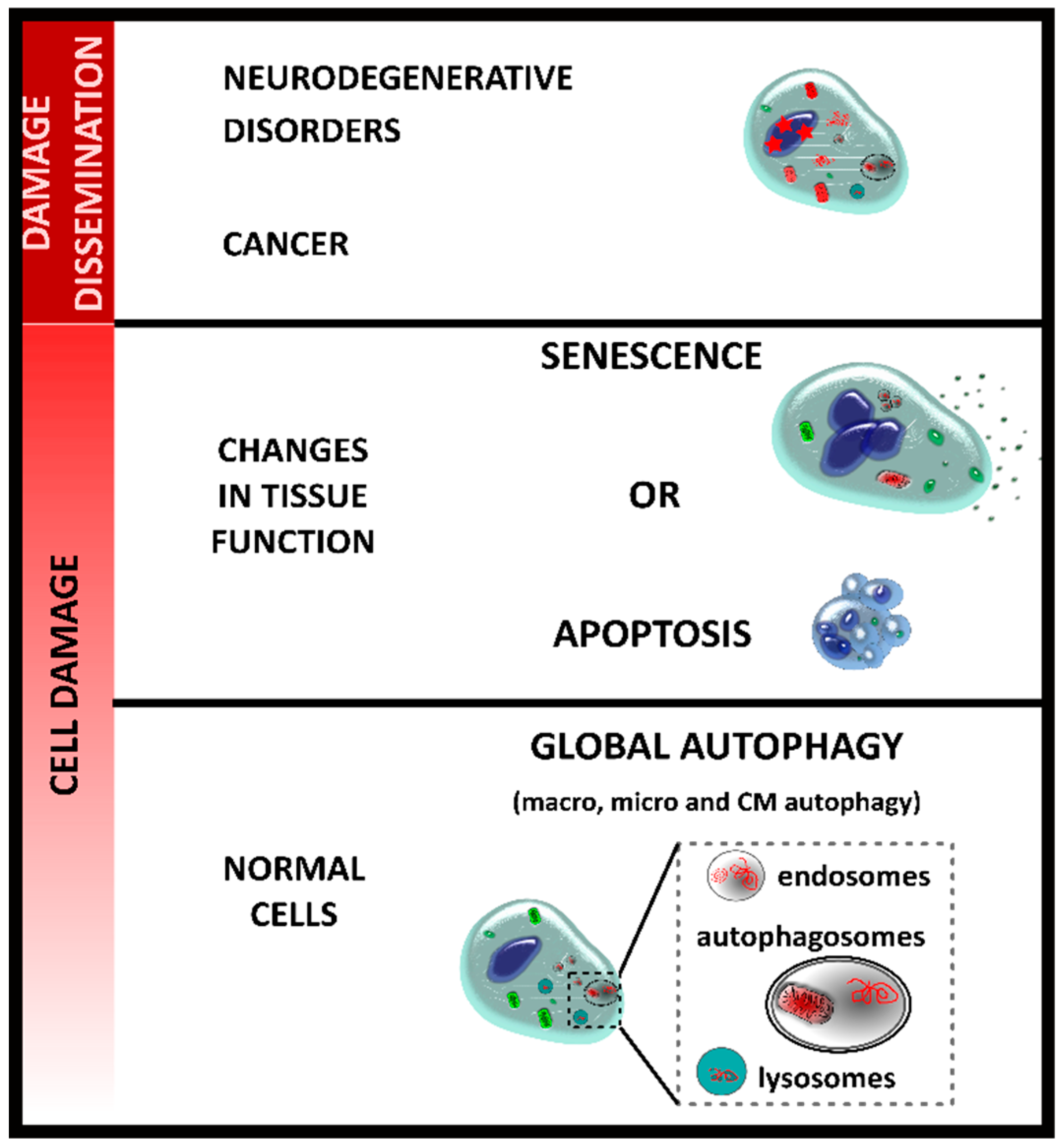 Cells 07 00162 g001