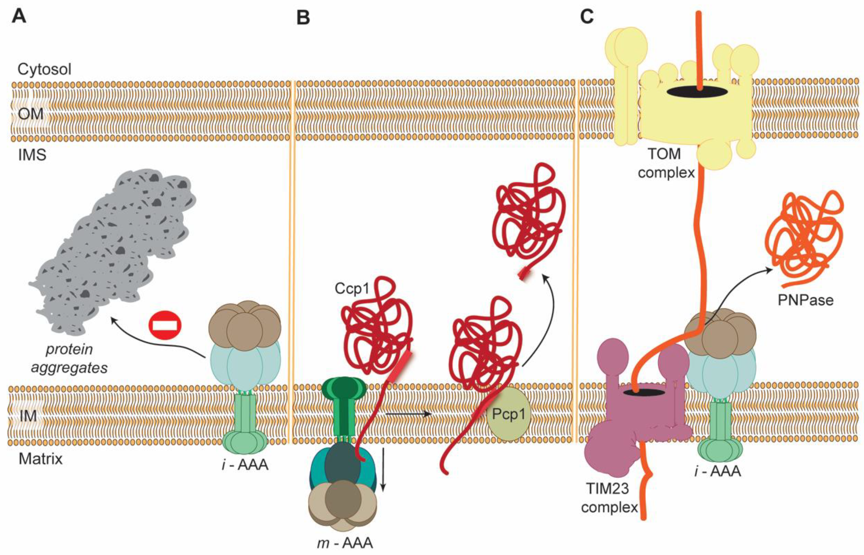 Cells 07 00163 g002