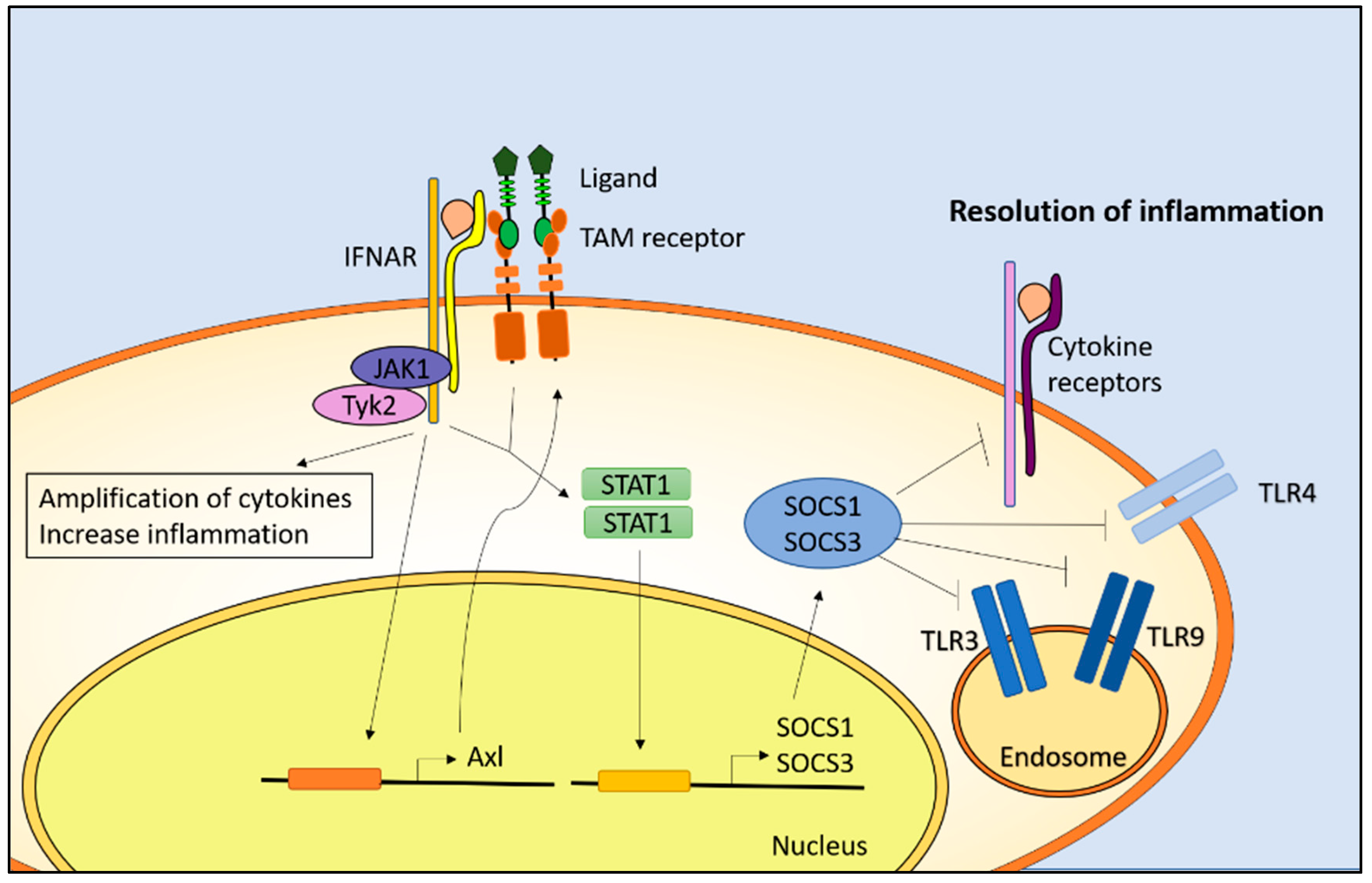 Cells 07 00166 g002