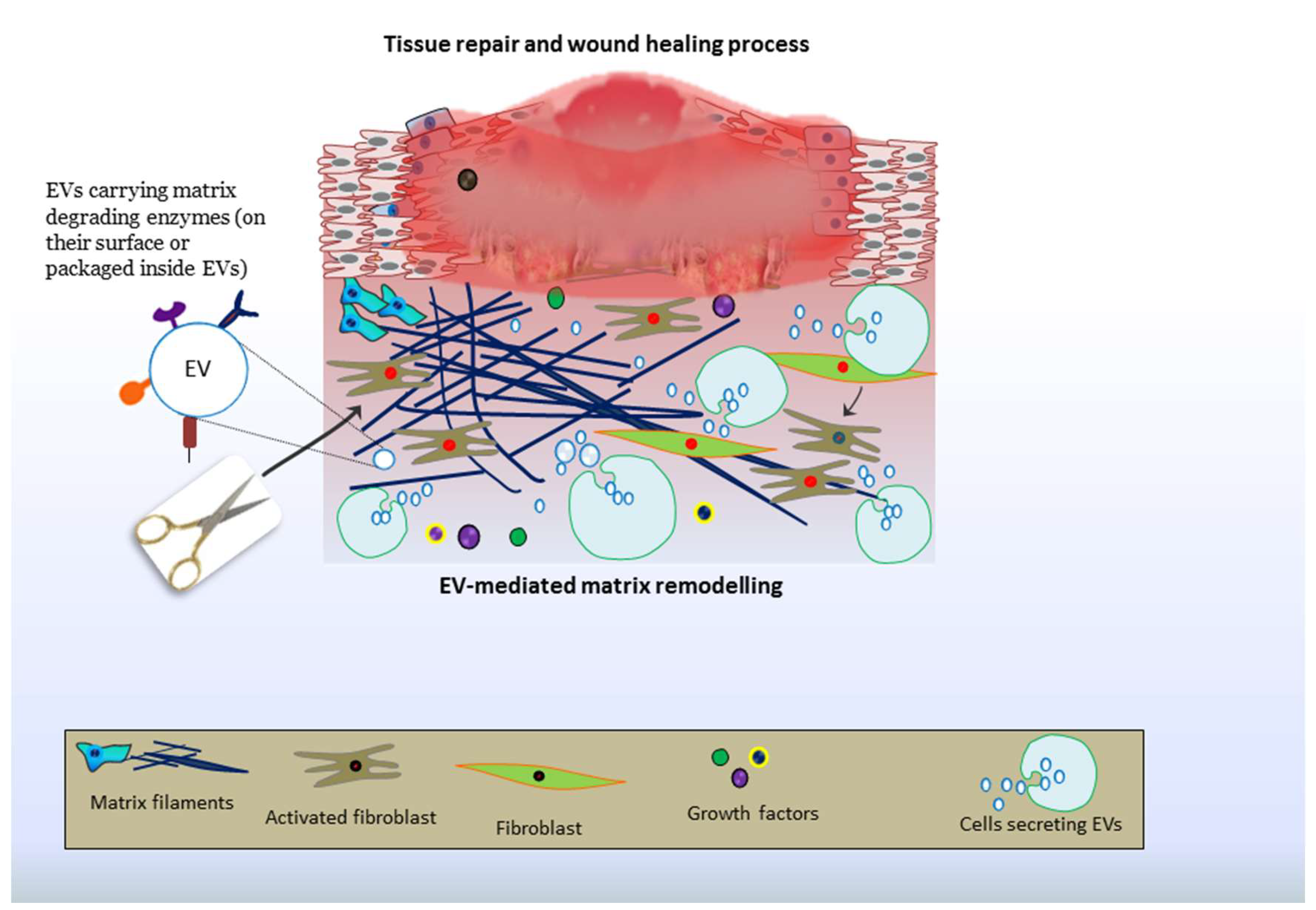Матрикс процесс. Cell Matrix. Retinal extracellular Matrix. Extracellular Matrix nerve System.