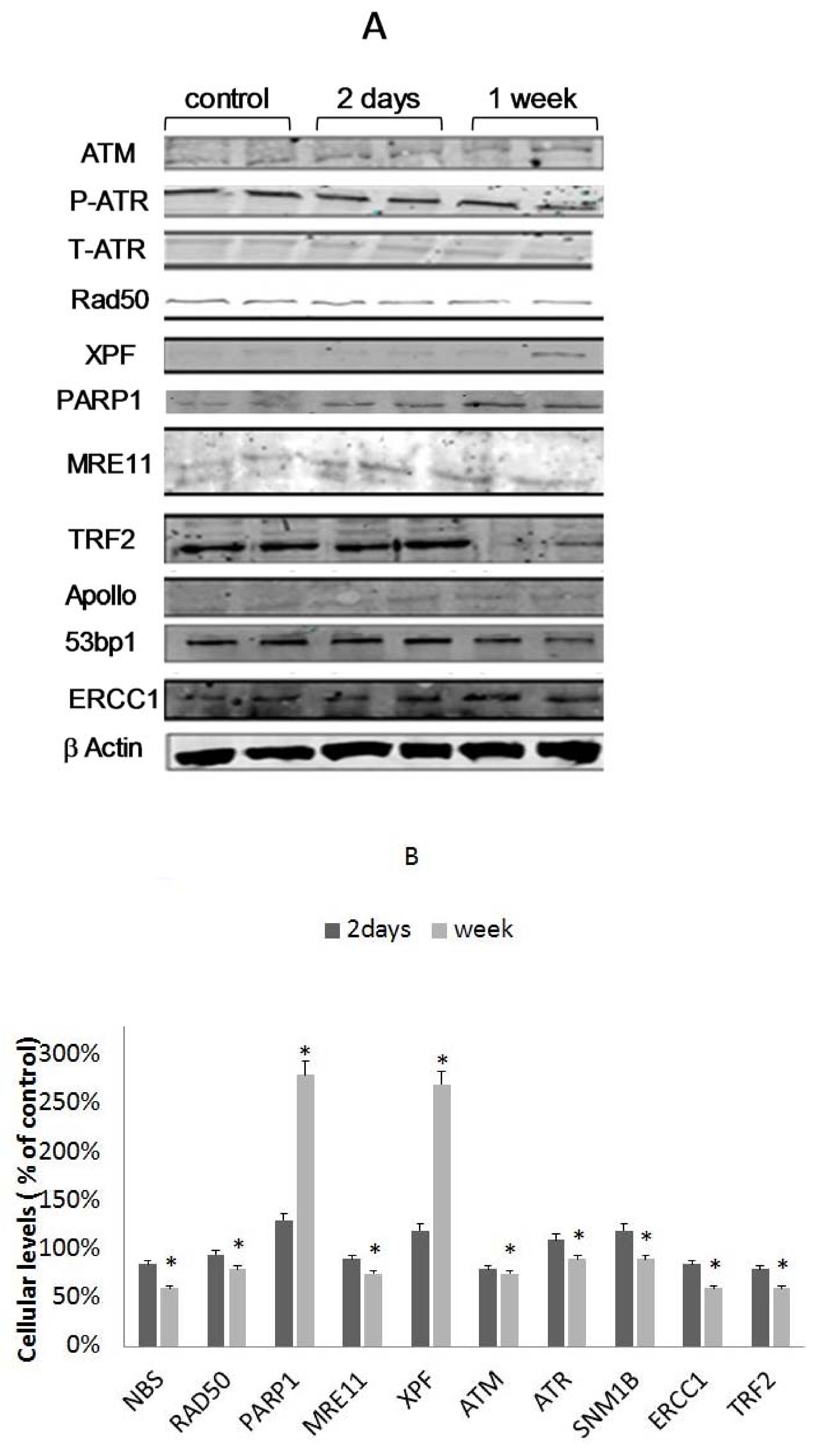 Cells 07 00169 g003