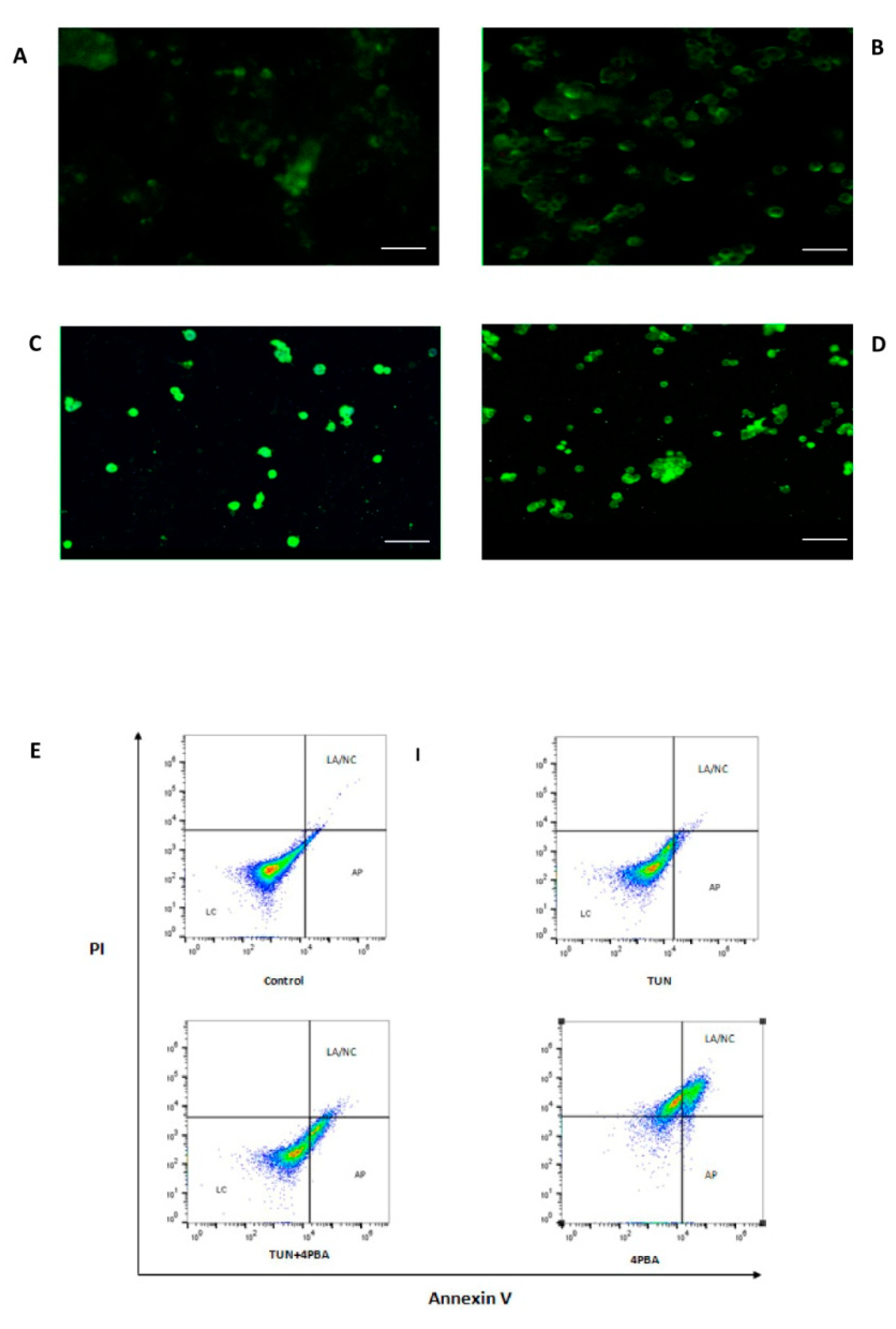 Cells 07 00171 g005